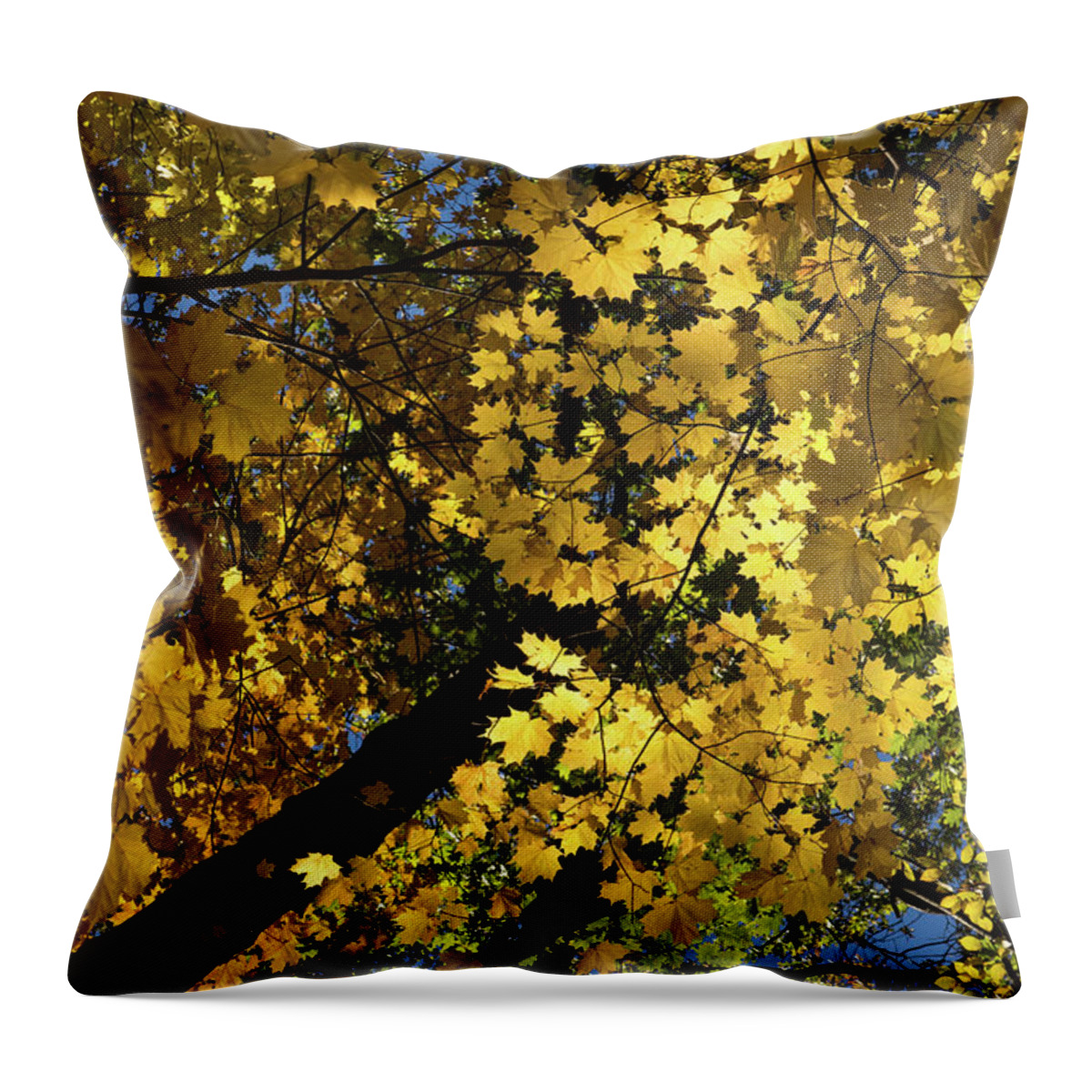 Golden Canopy Throw Pillow featuring the photograph Golden Canopy - Look Up to the Trees and Enjoy Autumn - Vertical Left by Georgia Mizuleva