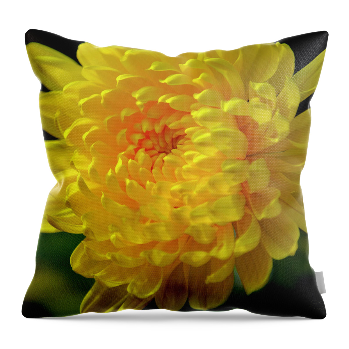 Chrysanthemum Throw Pillow featuring the photograph Golden Chrysanthemum by Brian Tada