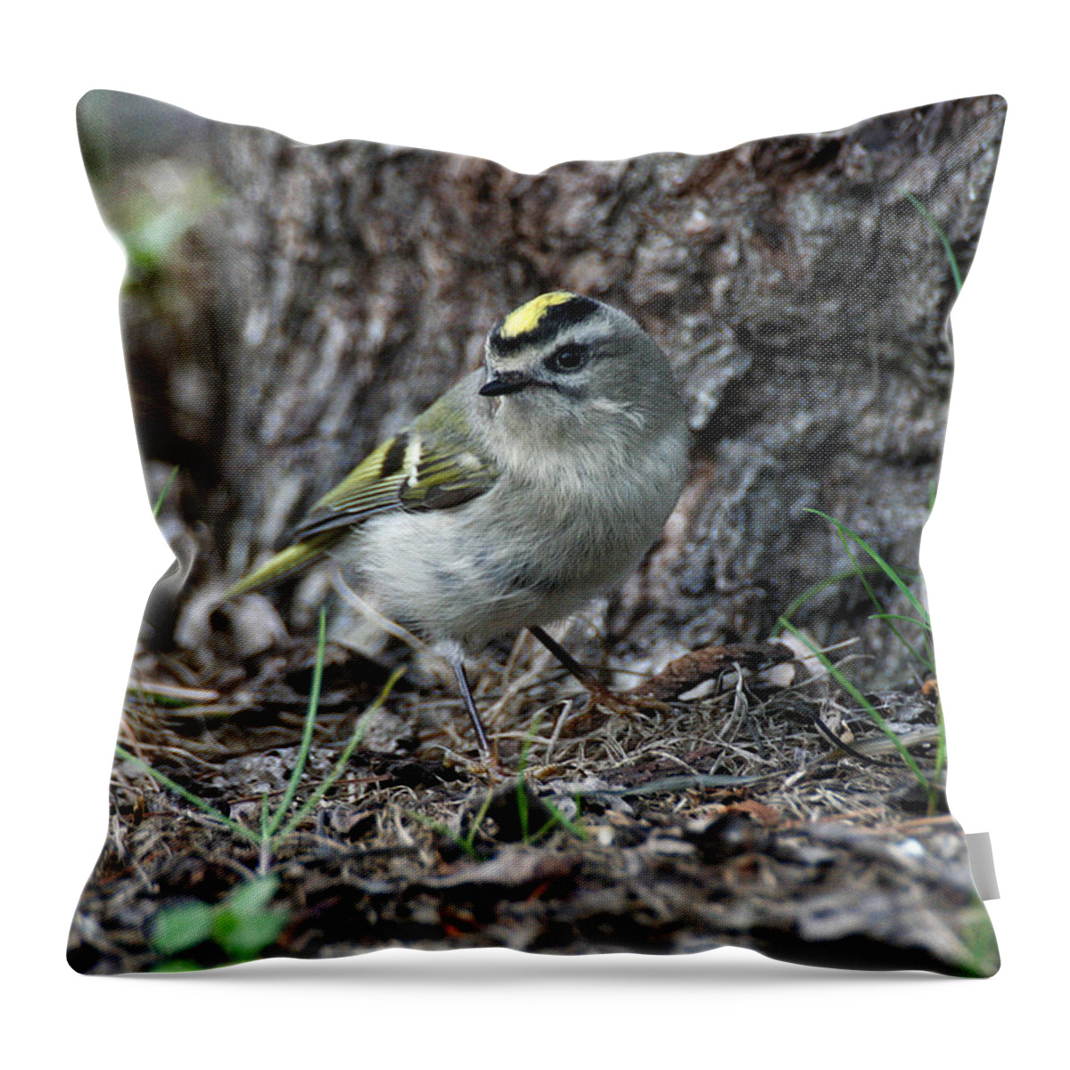 Wildlife Throw Pillow featuring the photograph Golden-crowned Kinglet by William Selander