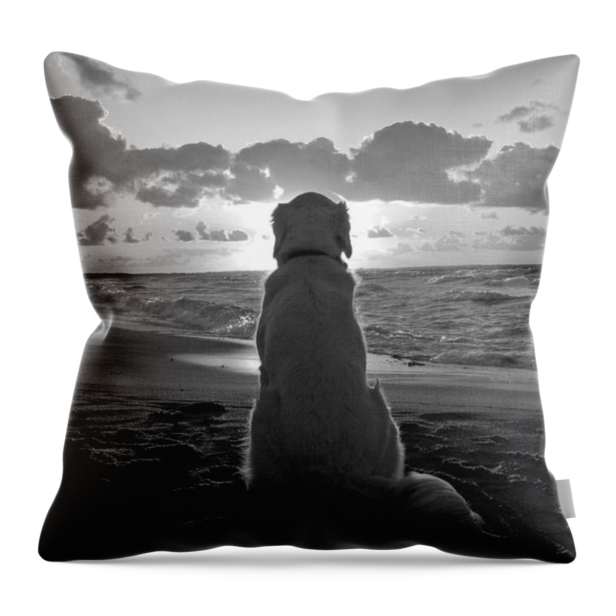 Dog Throw Pillow featuring the photograph Golden labrador watching sunset by Sumit Mehndiratta