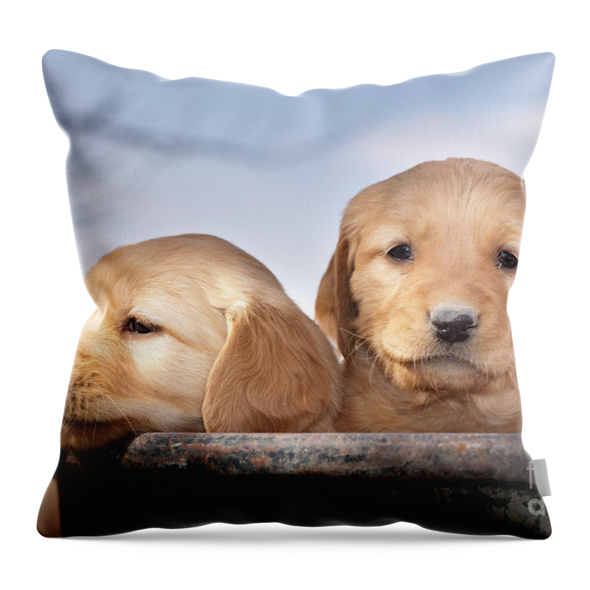 Dogs Throw Pillow featuring the photograph Golden Puppies by Cindy Singleton