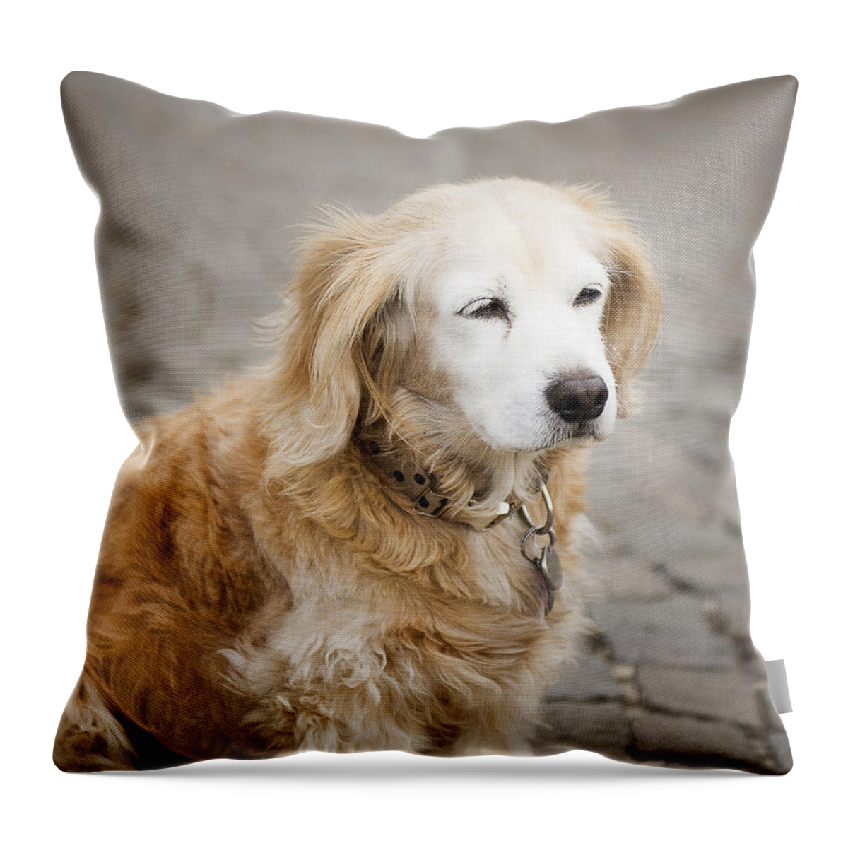 Photography Throw Pillow featuring the photograph Golden Retriever puppy by Ivy Ho