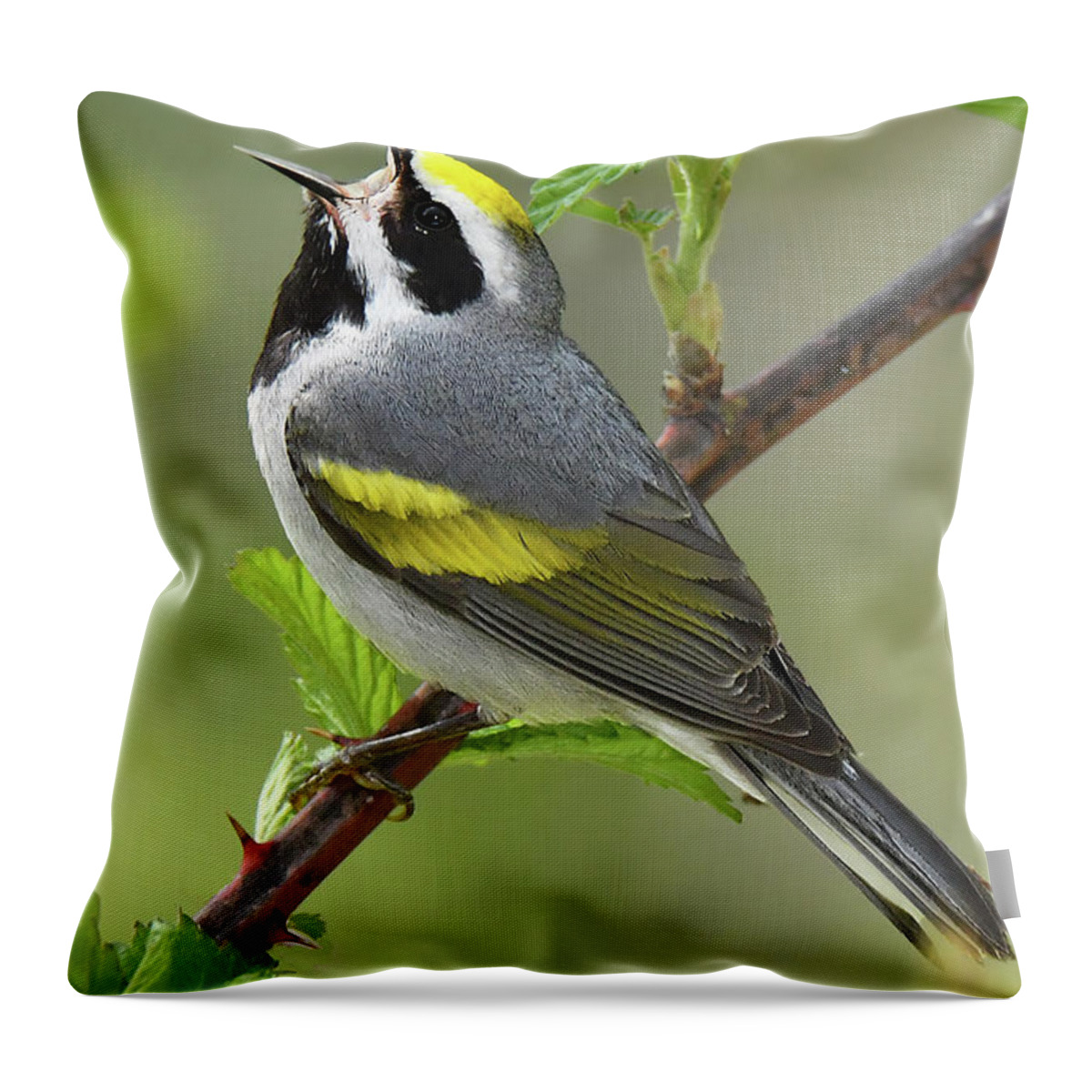 Bird Throw Pillow featuring the photograph Golden-winged Wabler by Alan Lenk