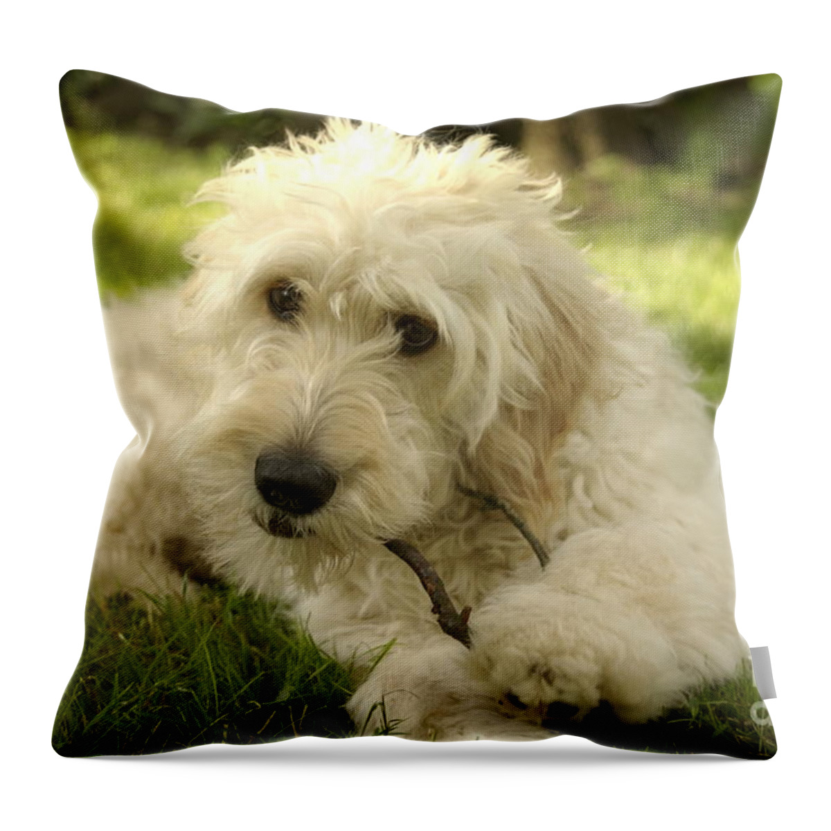 Dog Throw Pillow featuring the photograph Goldendoodle Puppy and Stick by Anna Lisa Yoder