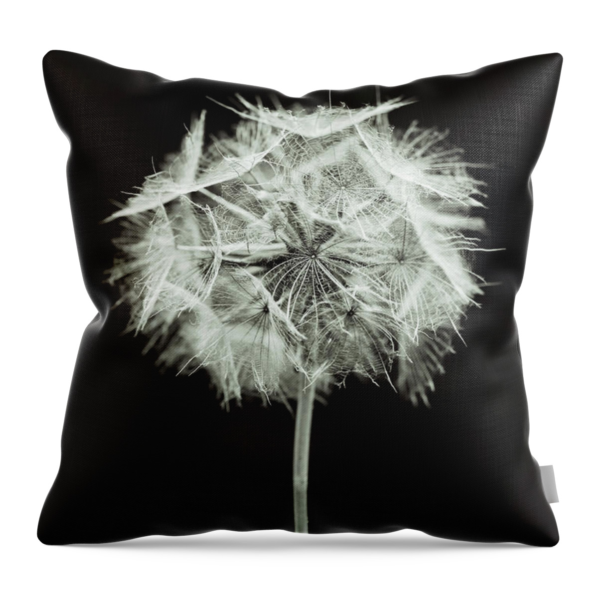 Tragopogon Throw Pillow featuring the photograph Gone to Seed by Brooke T Ryan