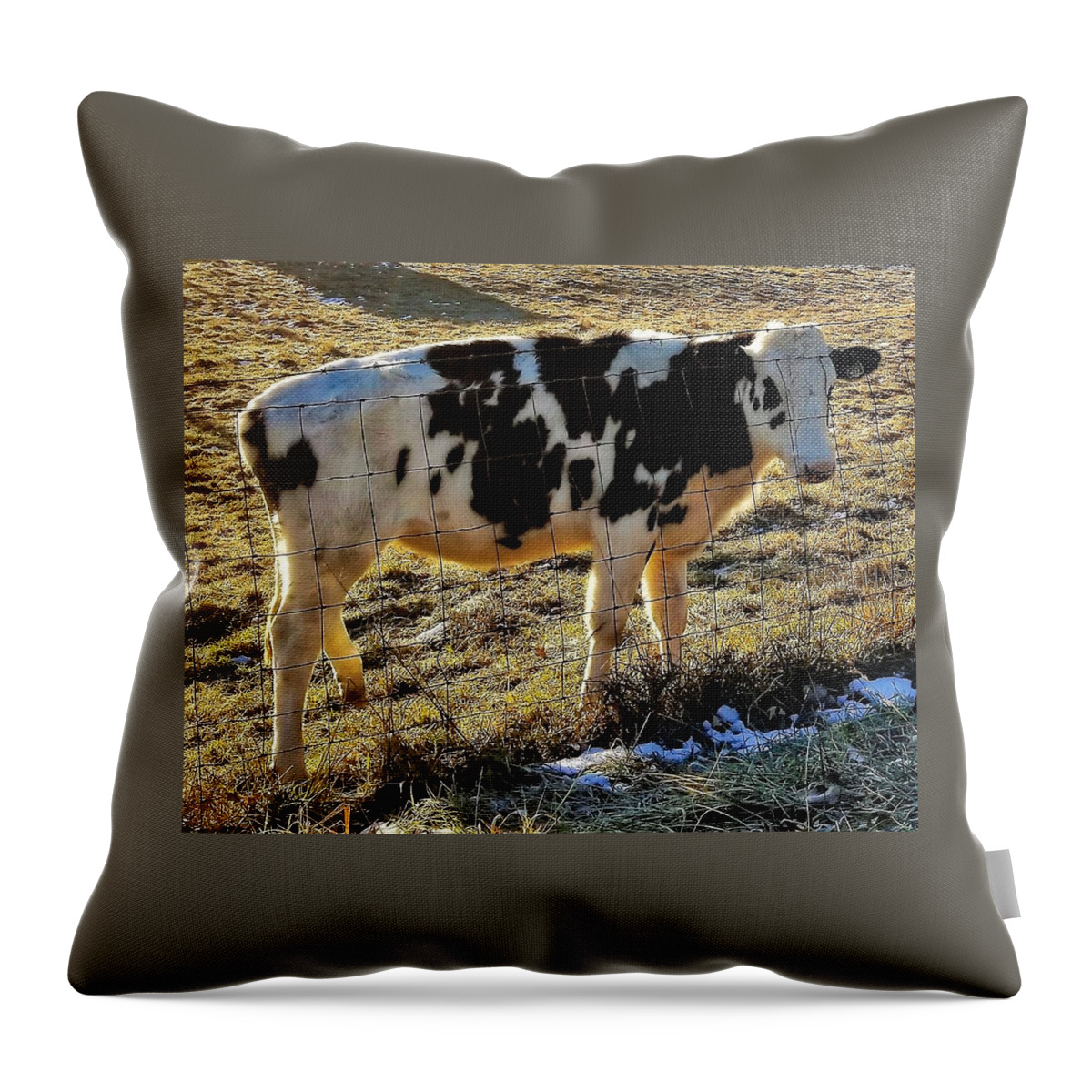 Cow Throw Pillow featuring the photograph Good Morning by Jim Harris