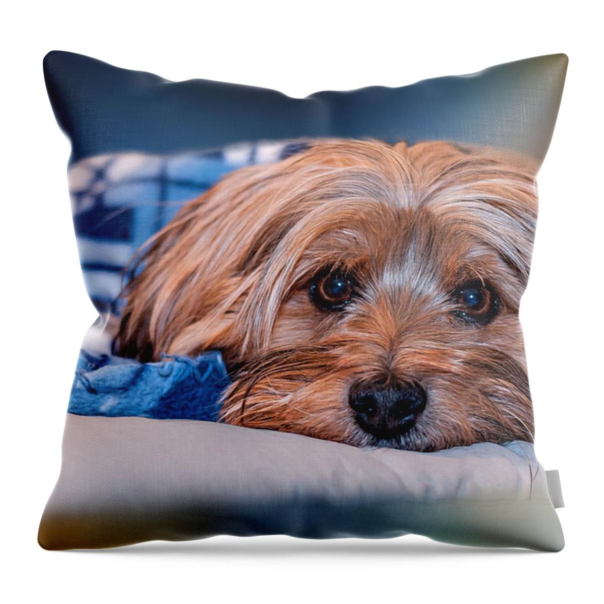 Adorable Throw Pillow featuring the photograph Good Morning by Maria Coulson