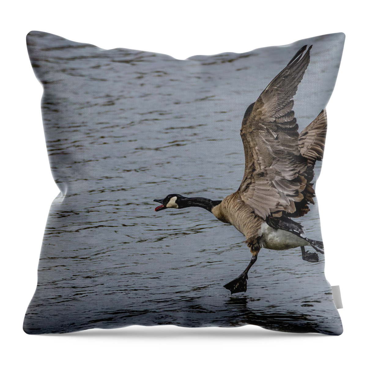 Canada Goose Throw Pillow featuring the photograph Goose Step by Ray Congrove