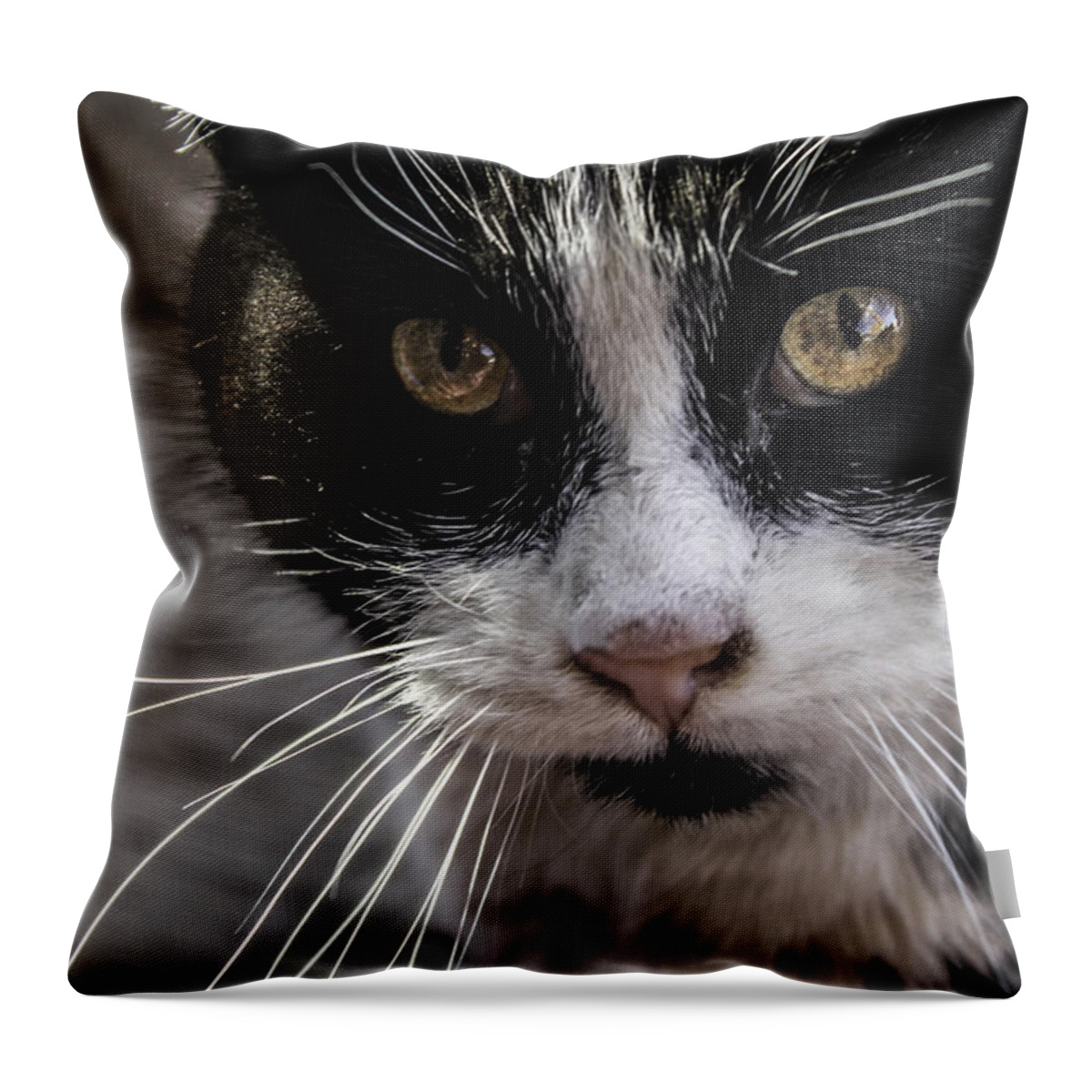 Cats Throw Pillow featuring the photograph Gorgeous close up by Sandra Dalton