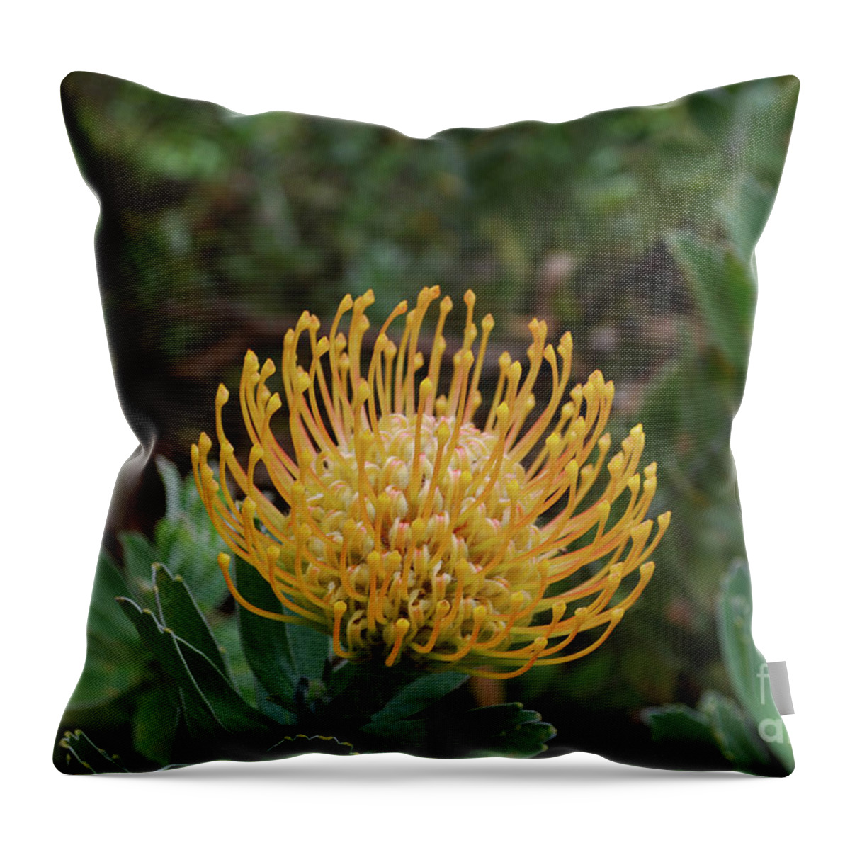 Protea Throw Pillow featuring the photograph Gorgeous Flowering Yellow Protea Flower in Hawaii by DejaVu Designs