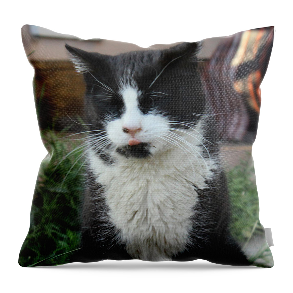 Cats Throw Pillow featuring the photograph Gorgeous by Sandra Dalton