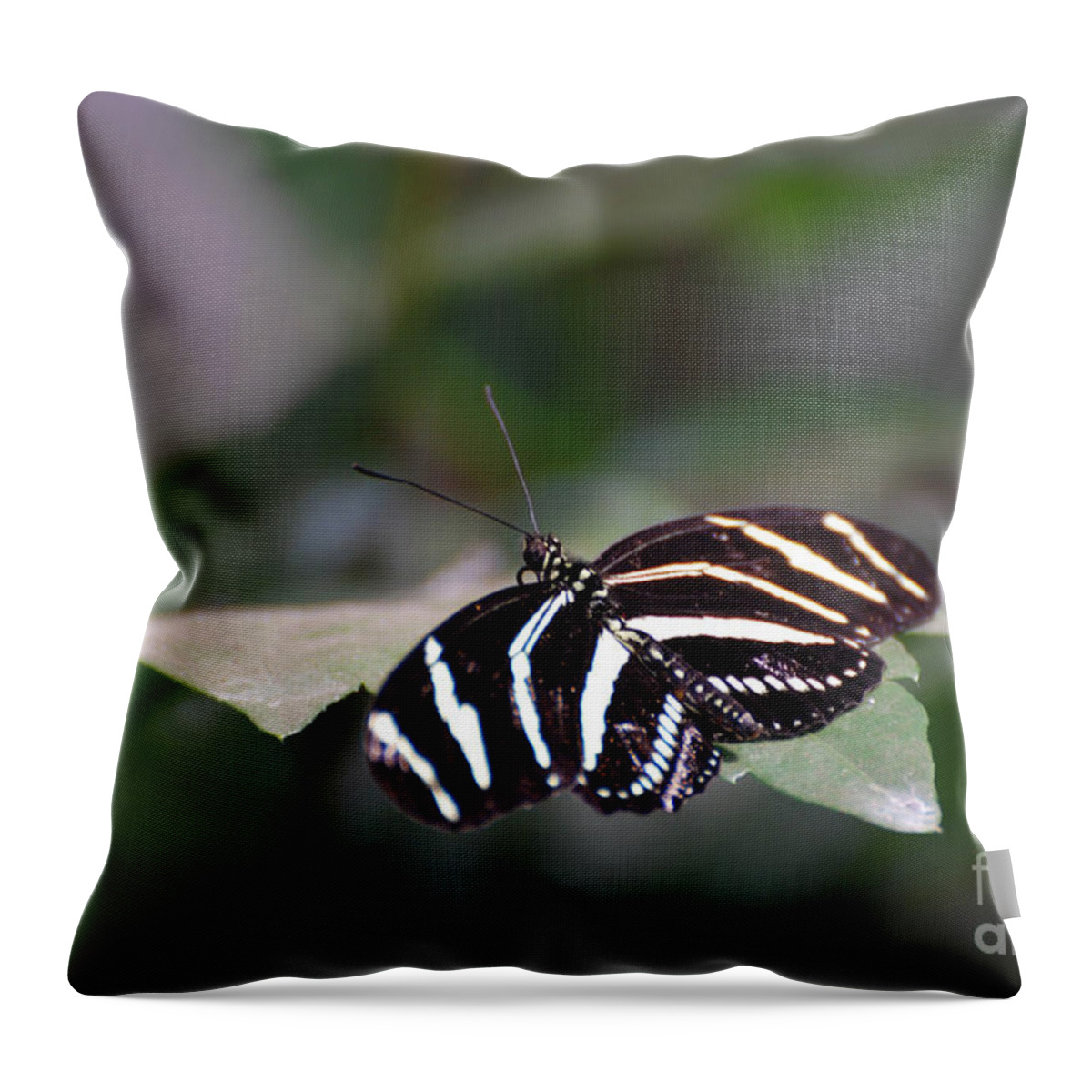 Zebra-butterfly Throw Pillow featuring the photograph Gorgeous Shot of a Zebra Butterfly on a Leaf by DejaVu Designs