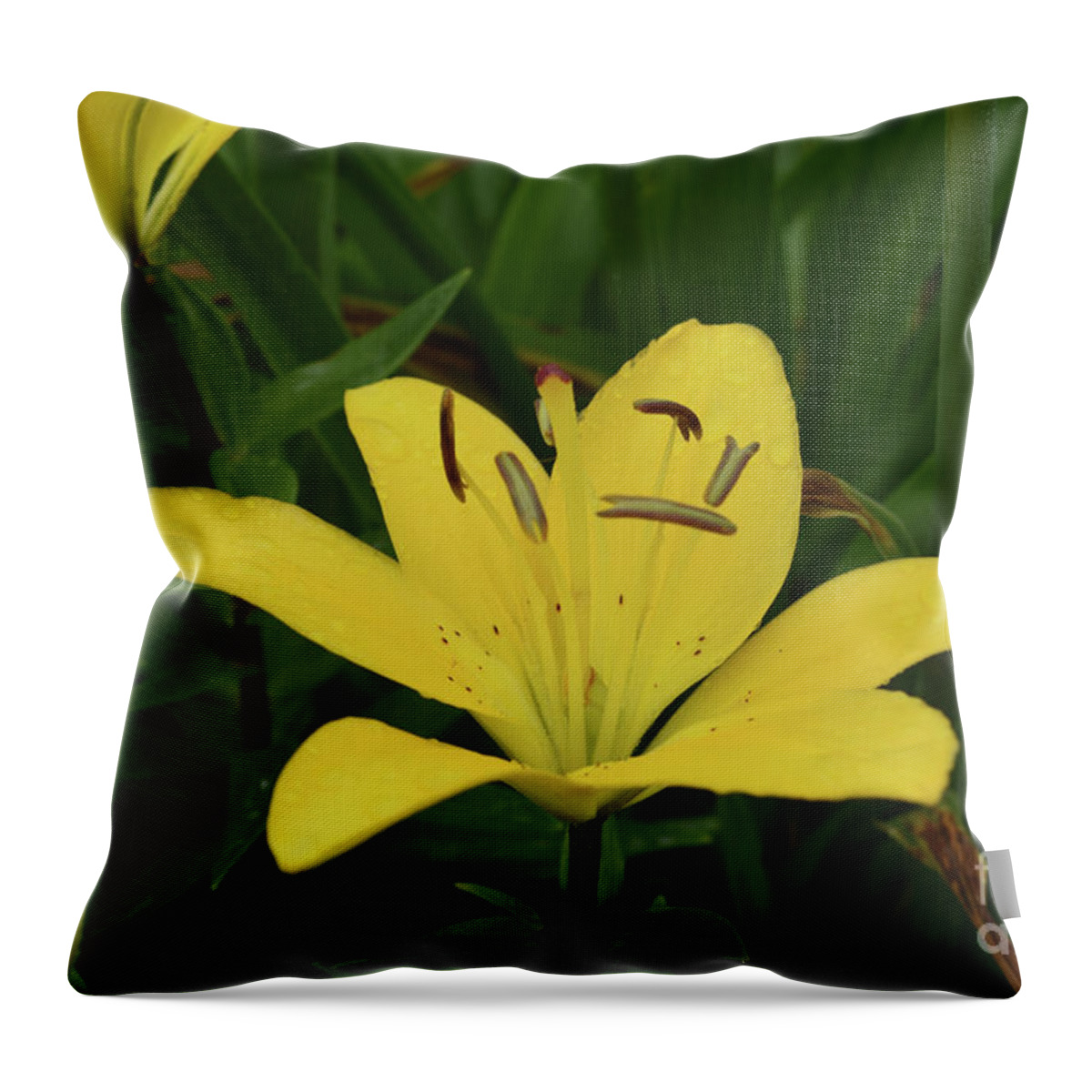 Lily Throw Pillow featuring the photograph Gorgeous Yellow Lily Growing in Nature Up Close by DejaVu Designs