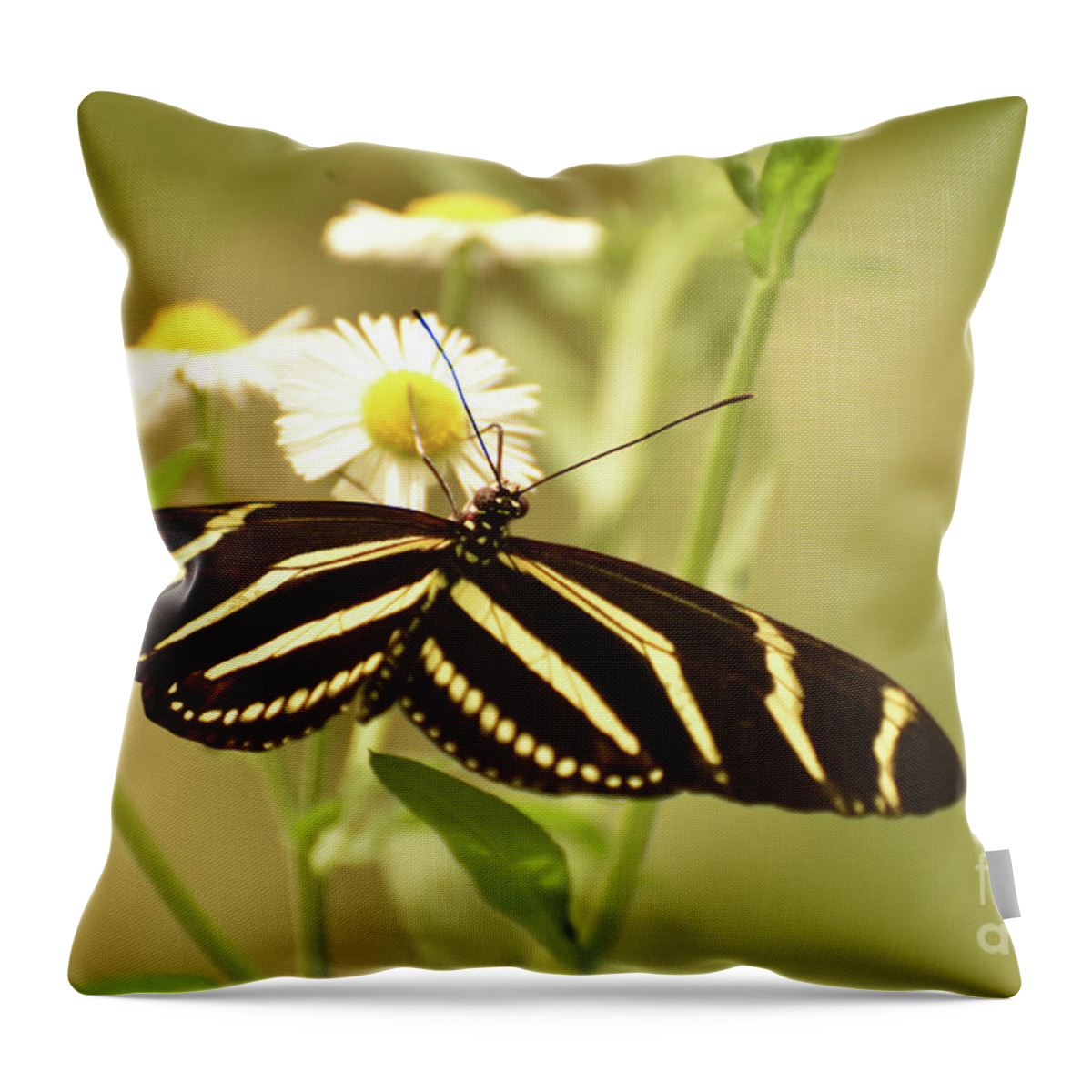 Zebra-butterfly Throw Pillow featuring the photograph Gorgeous Zebra Butterfly in the Beautiful Sunlight by DejaVu Designs