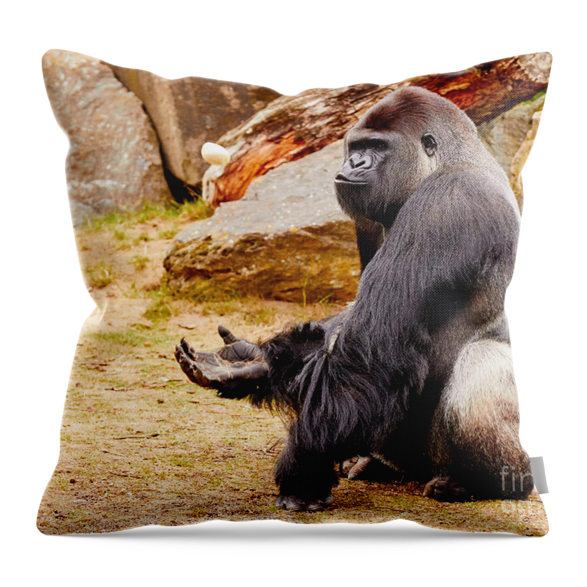 Gorilla Throw Pillow featuring the photograph Gorilla sitting upright holding his hand up by Nick Biemans