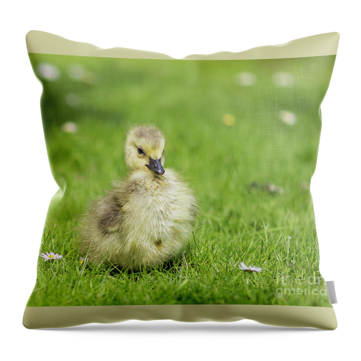 Gosling Throw Pillow featuring the photograph Gosling by Eva Lechner