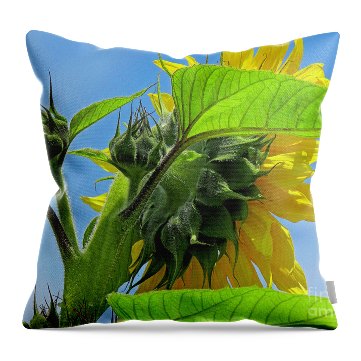 Flower Throw Pillow featuring the photograph Gospel Flat Sunflower #2 by Joyce Creswell