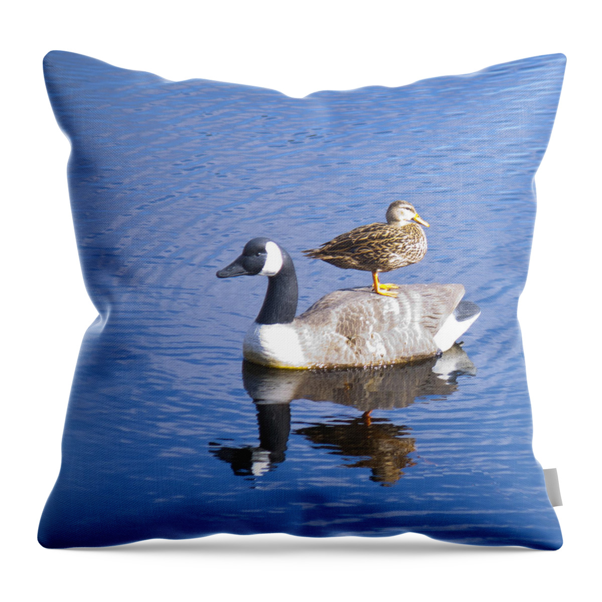 Bird Throw Pillow featuring the photograph Got your back by Donna Walsh