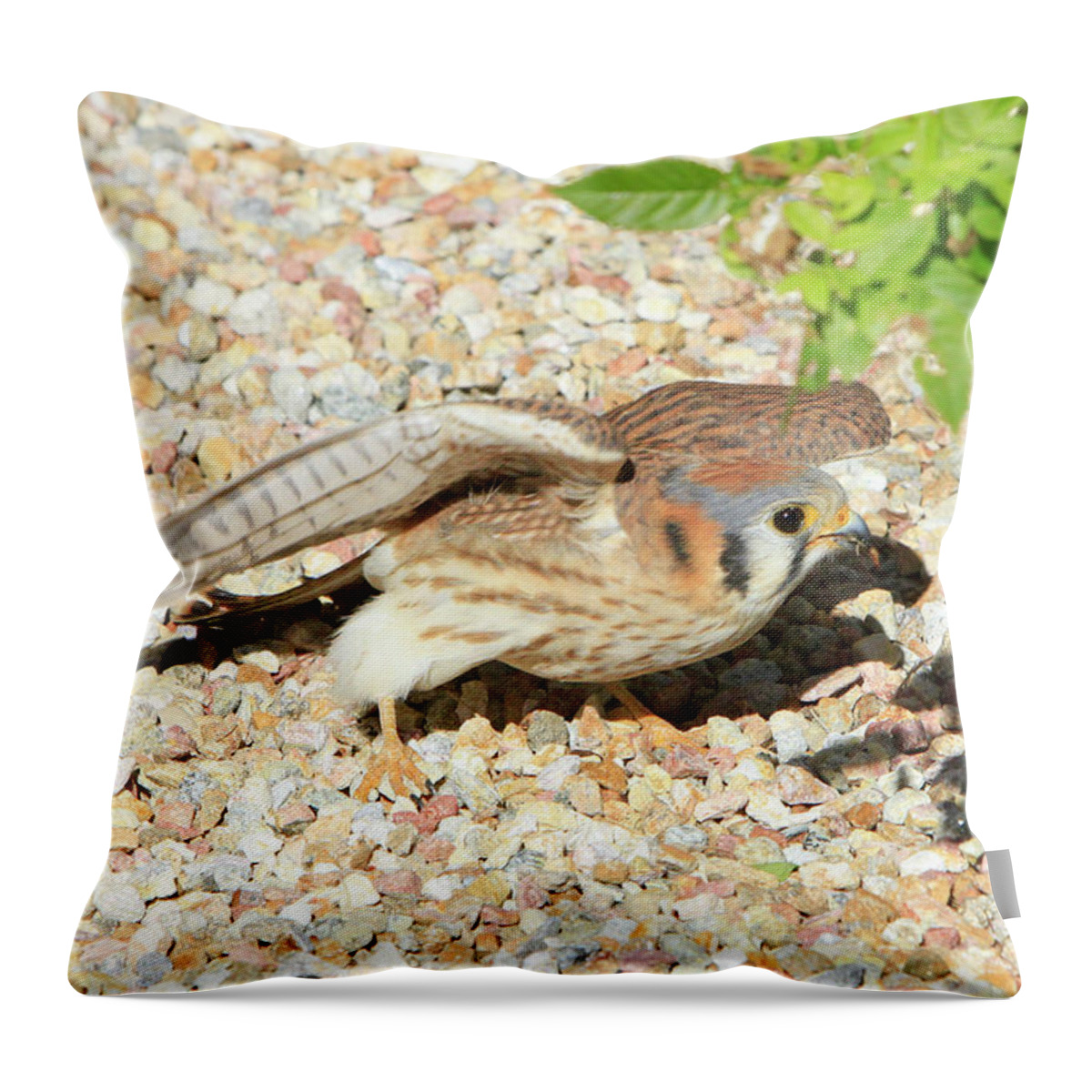 Kestrel Throw Pillow featuring the photograph Gotcha by Shoal Hollingsworth
