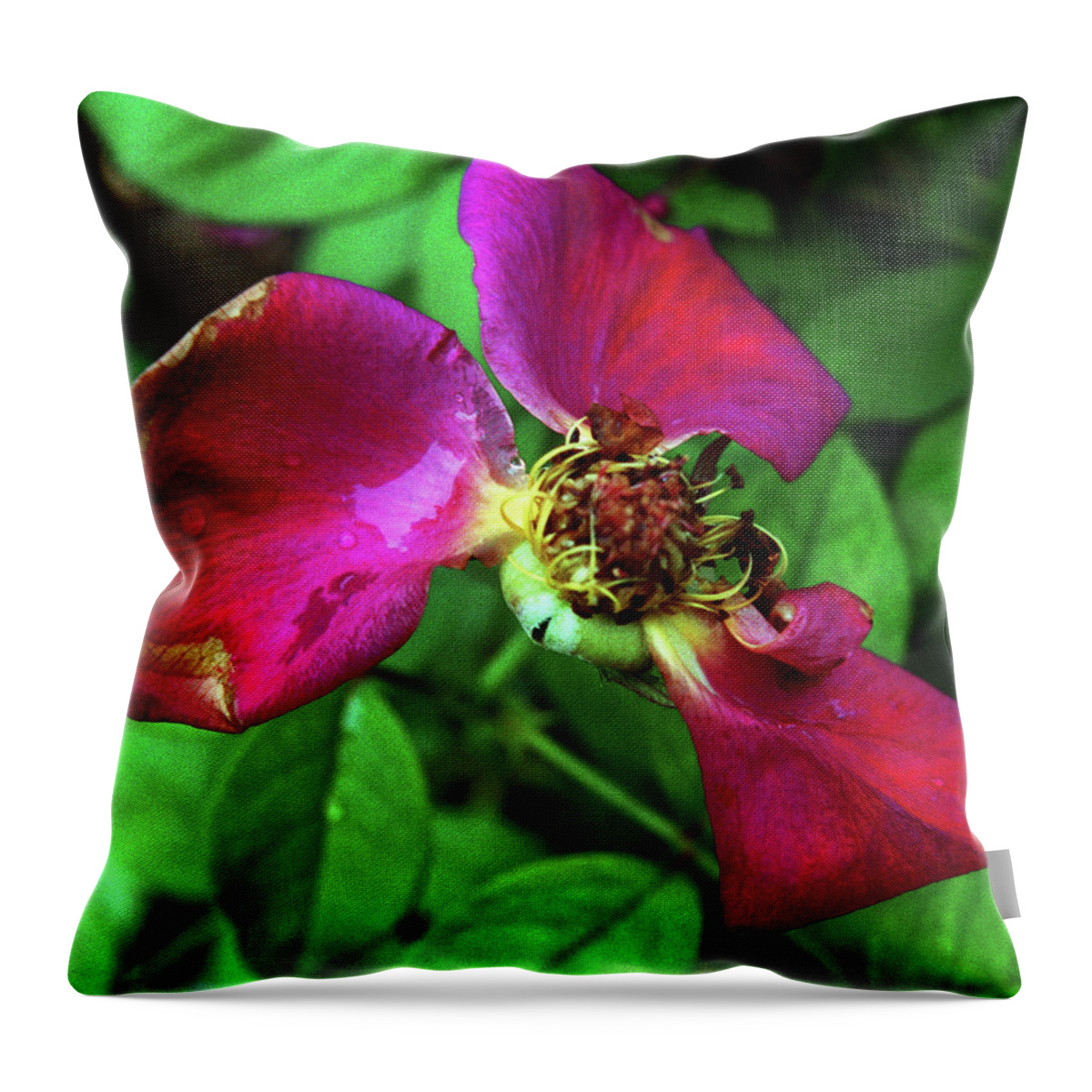 Rose Throw Pillow featuring the photograph Graceful Aging by Wanda Brandon