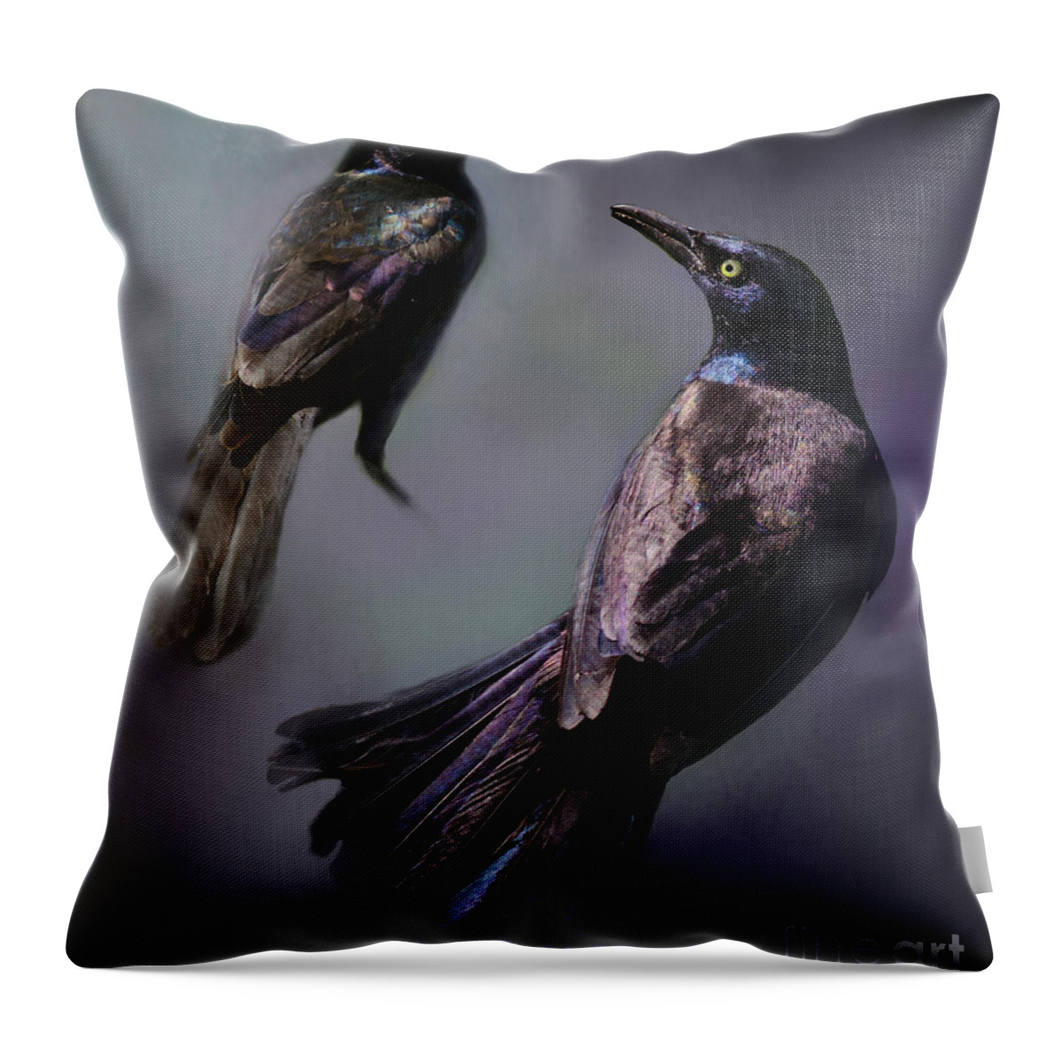 Purple Throw Pillow featuring the photograph Grackles Study by Kathy Russell