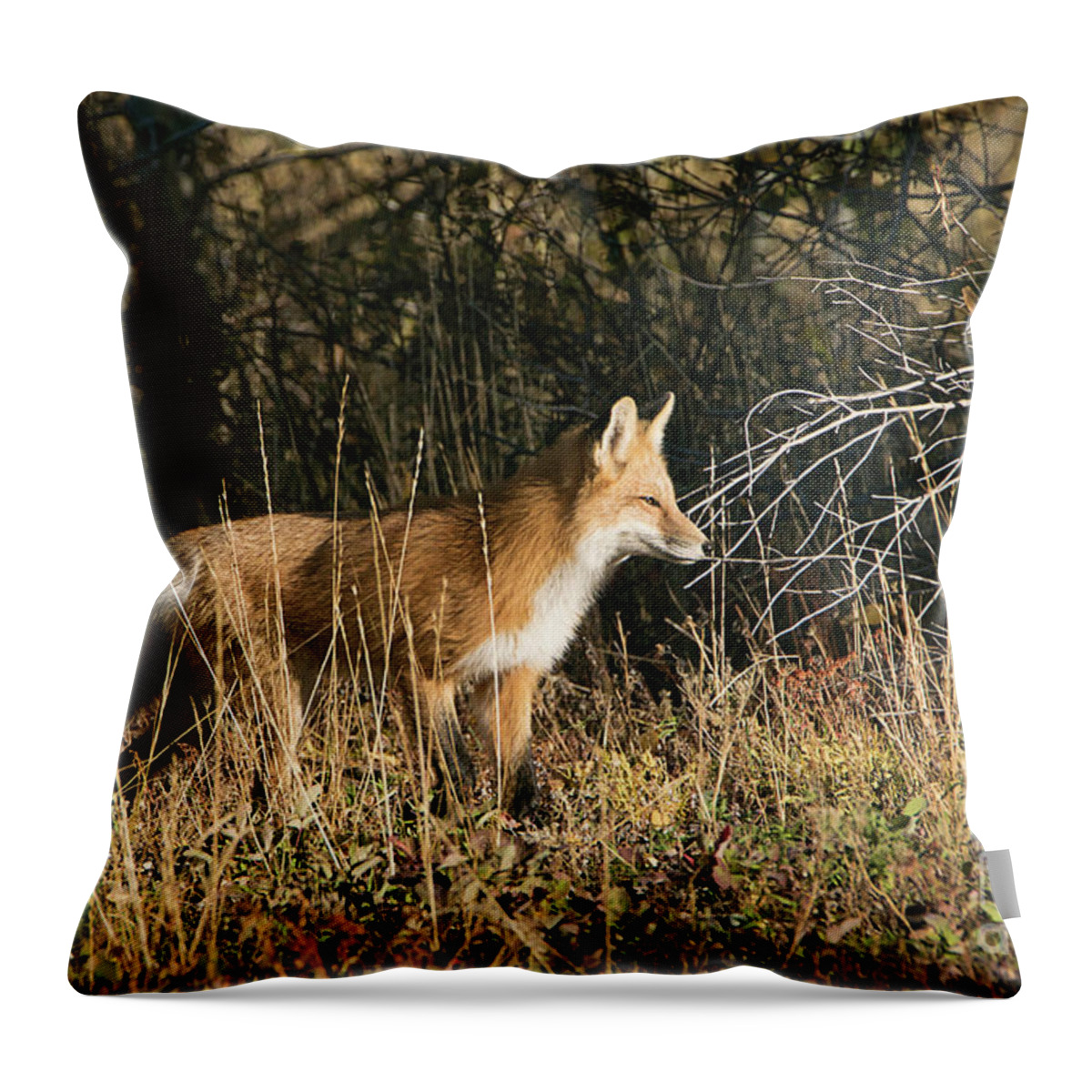 Grand Teton National Park Fox Throw Pillow featuring the photograph Grand Teton National Park Fox by Priscilla Burgers