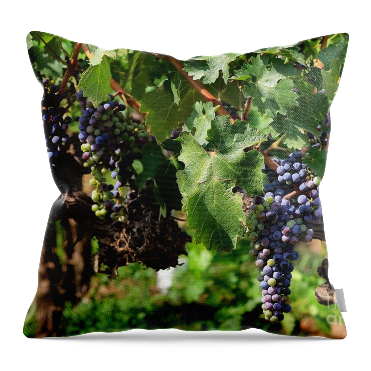 Grapes Throw Pillow featuring the photograph Grape Clusters in Vineyard by Carol Groenen