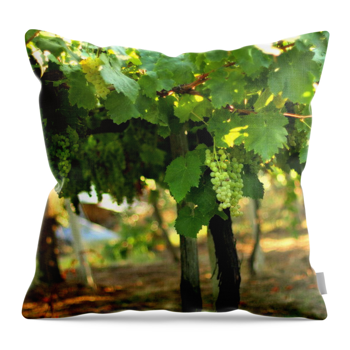 Vineyard Throw Pillow featuring the photograph Grapevines 5 by Angela Rath