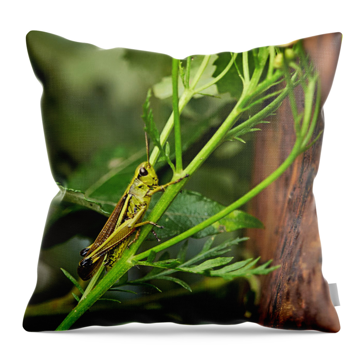 Grass Throw Pillow featuring the photograph Grasshopper by Antonio Ballesteros