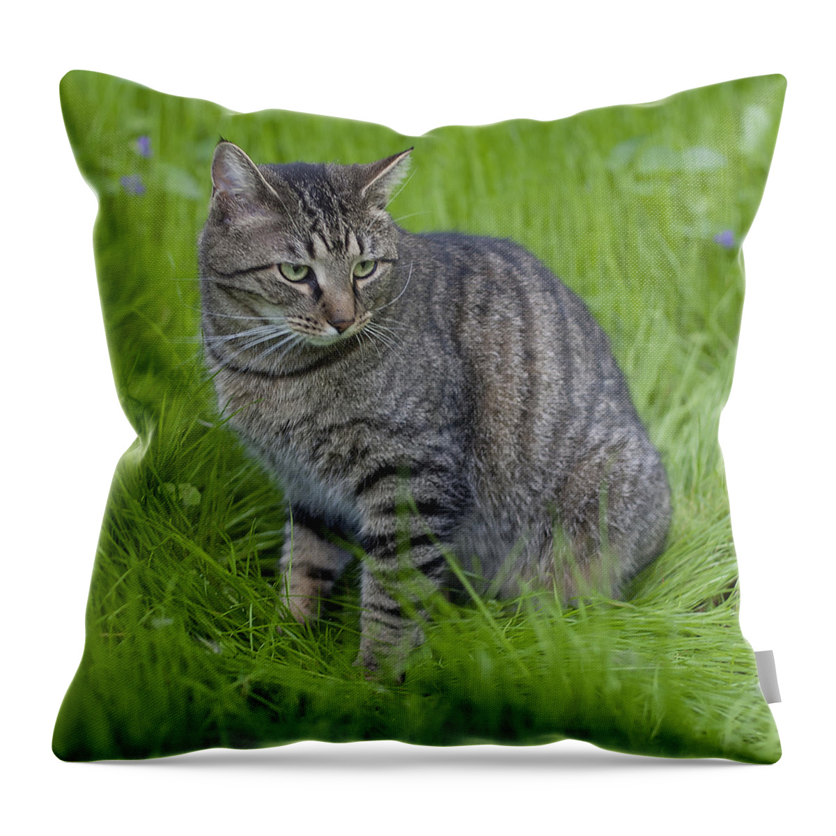 Cat Throw Pillow featuring the photograph Gray Cat in Vivid Green Grass by John Harmon