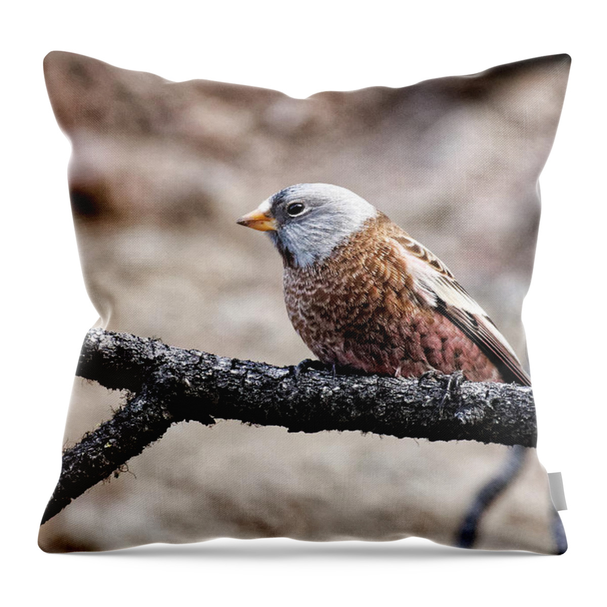 Gray-crowned Rosy Finch Throw Pillow featuring the photograph Gray-crowned rosy finch by Rick Ulmer