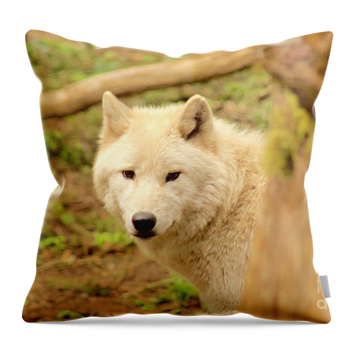 Photography Throw Pillow featuring the photograph Gray Wolf by Sean Griffin