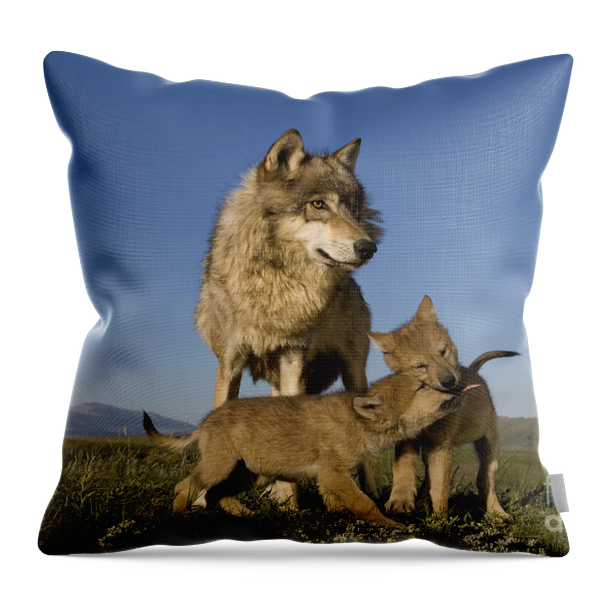 Gray Wolf Throw Pillow featuring the photograph Gray Wolves Playing by Jean-Louis Klein & Marie-Luce Hubert