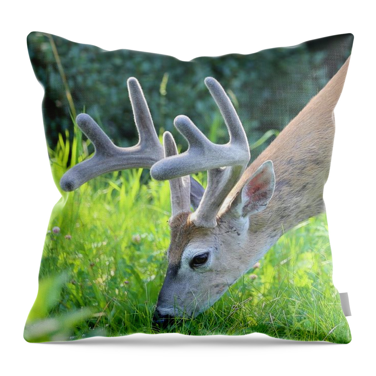 Stag Throw Pillow featuring the photograph Grazing Mule Deer by Carol Groenen