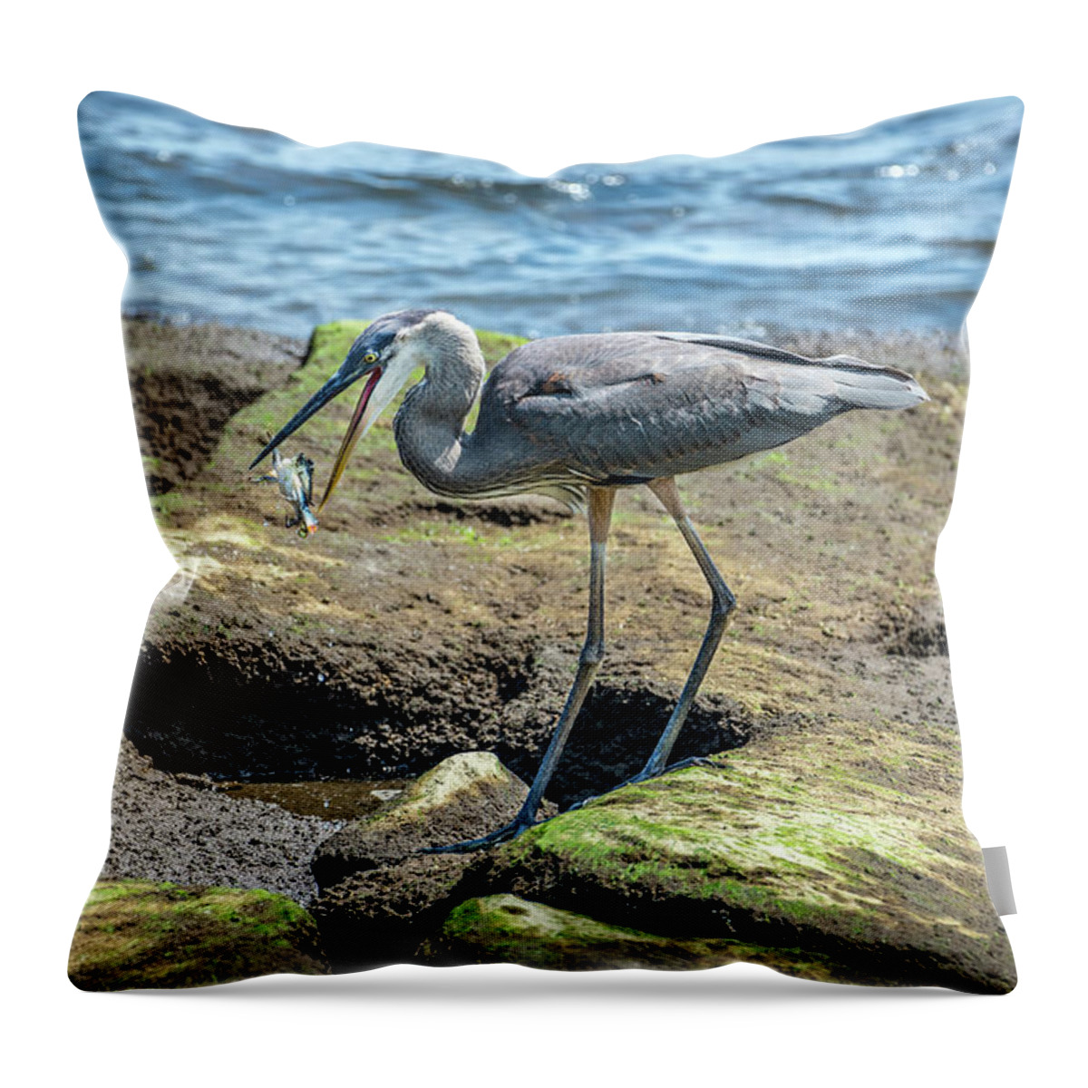 Great Blue Heron Throw Pillow featuring the photograph Great Blue Heron Catching a Blue Crab on Chesapeake Bay by Patrick Wolf