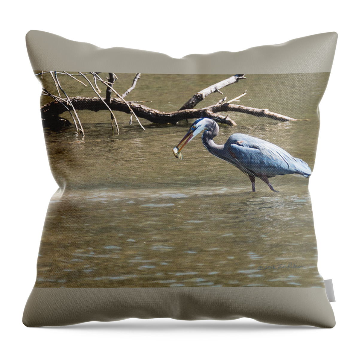 Great Blue Heron Throw Pillow featuring the photograph Great Blue Heron Dinning by Ed Peterson