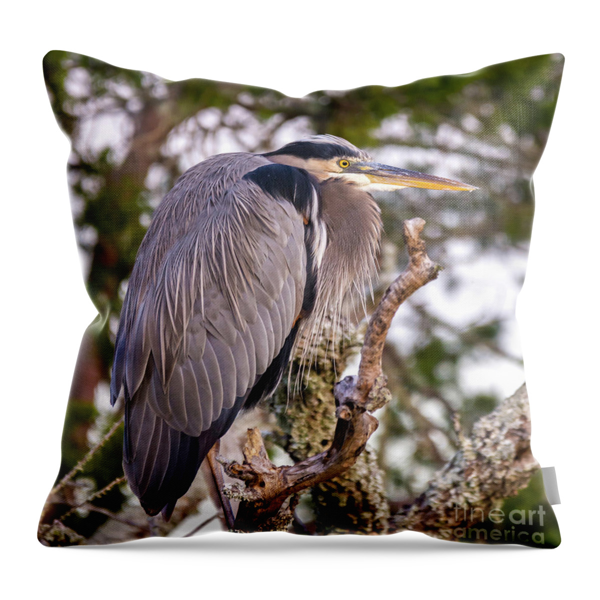 Nature Throw Pillow featuring the photograph Great Blue Heron Relaxing - Ardea Herodias by DB Hayes