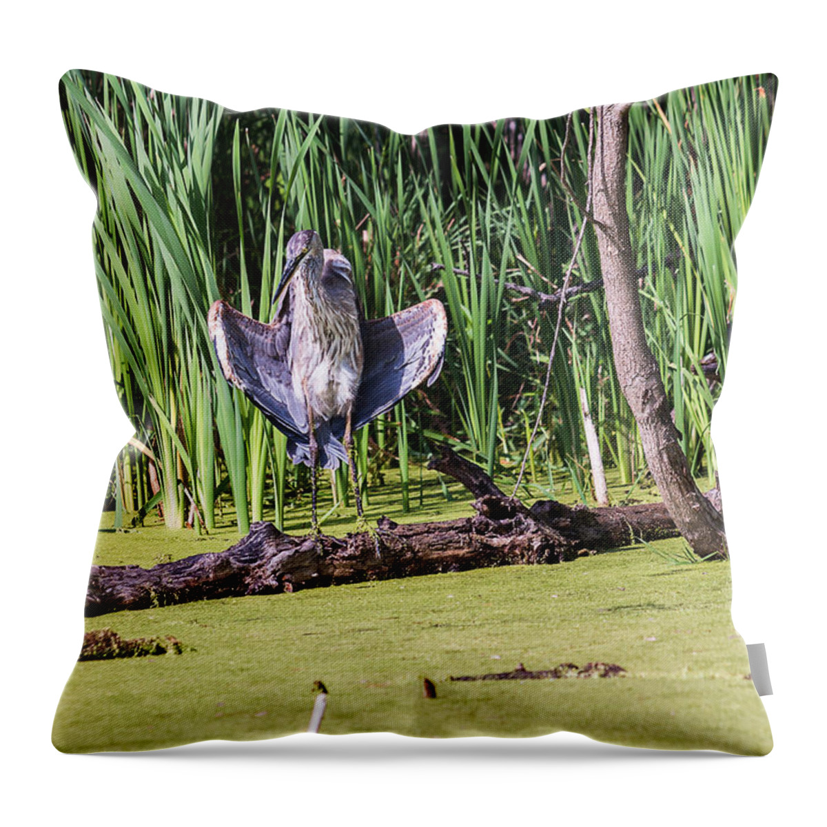 Great Blue Heron Throw Pillow featuring the photograph Great Blue Heron Sunning by Ed Peterson