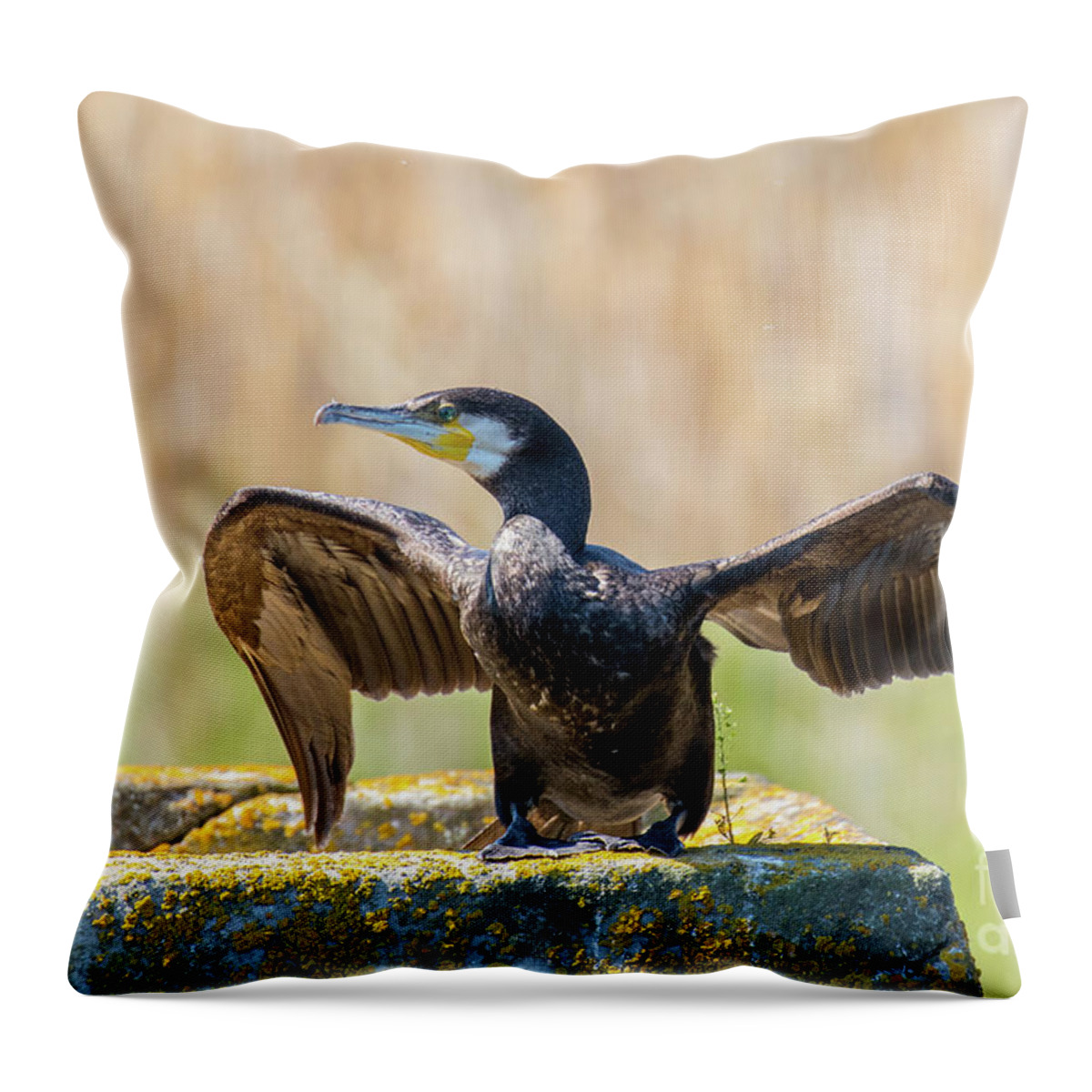 Animal Throw Pillow featuring the photograph Great cormorant - Phalacrocorax carbo by Jivko Nakev