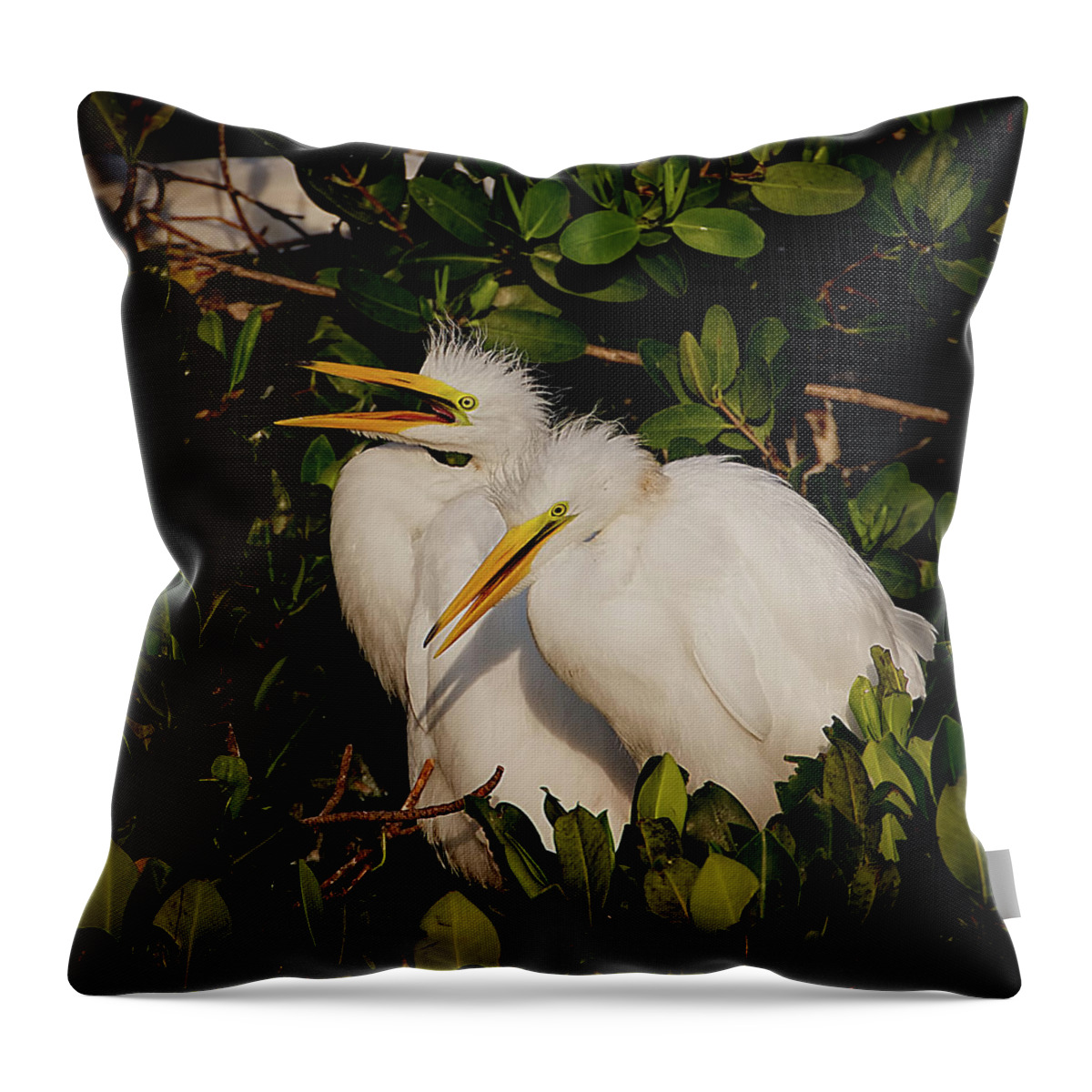 Bird Throw Pillow featuring the photograph Great Egret Chicks by Richard Goldman