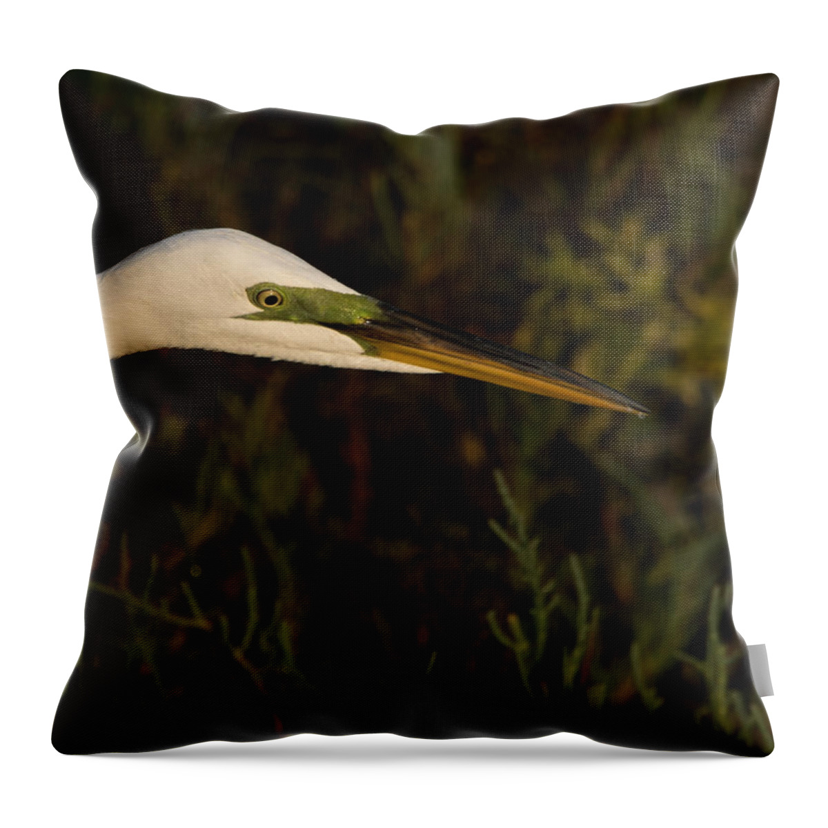 Birds Throw Pillow featuring the photograph Great Egret Close Up by Ernest Echols
