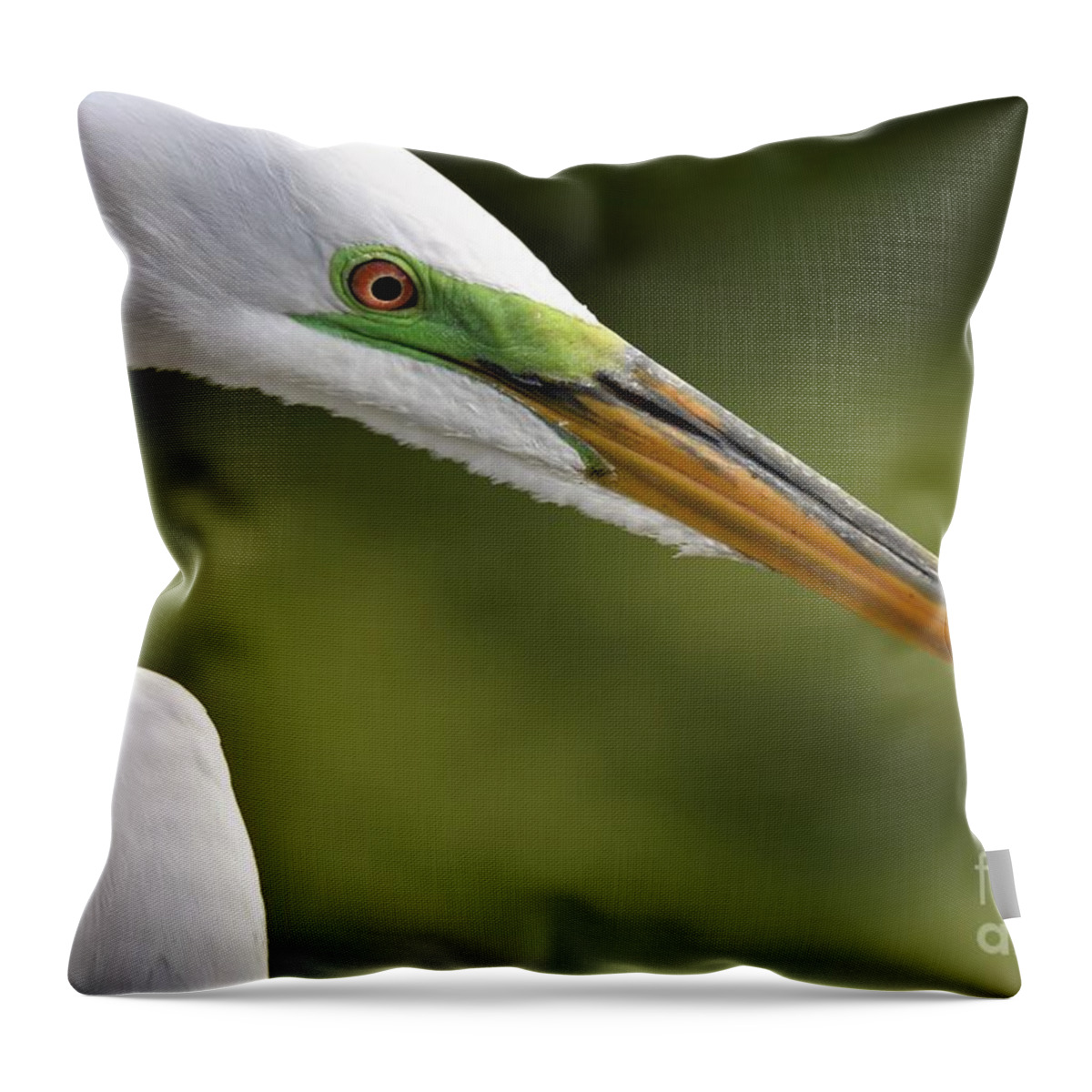 Great White Egret Throw Pillow featuring the photograph Great Egret Close Up by Julie Adair
