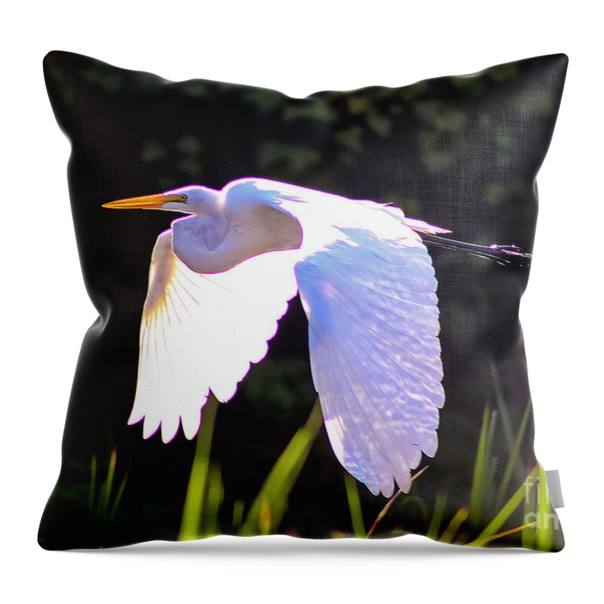 Nature Throw Pillow featuring the photograph Great Egret in Flight - Ardea Alba by DB Hayes