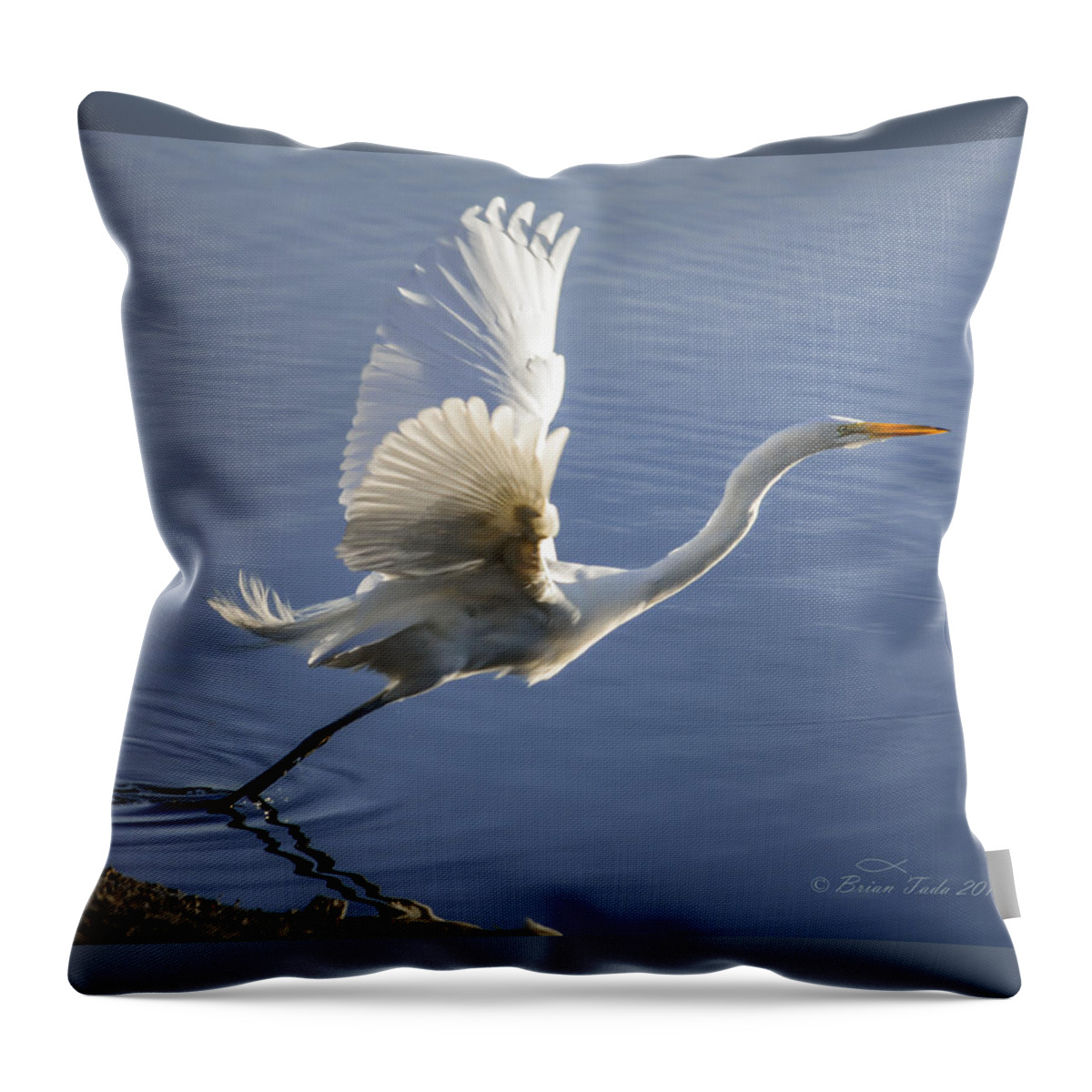 Nature Throw Pillow featuring the photograph Great Egret Taking Flight by Brian Tada