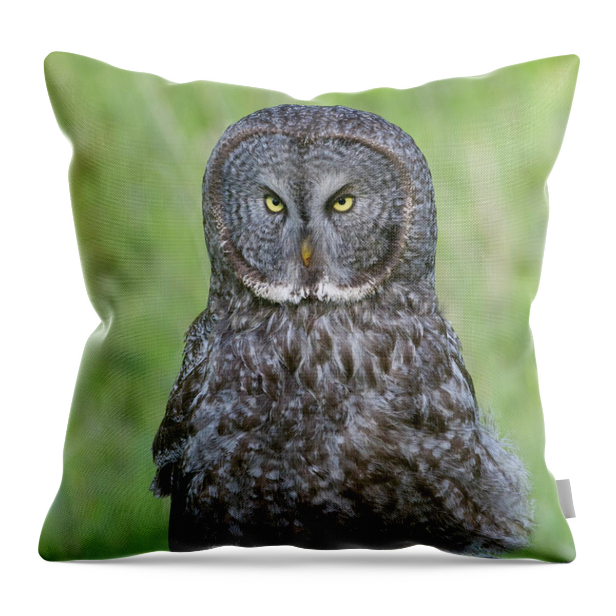 Wild Throw Pillow featuring the photograph Great Gray Intensity by Mark Miller