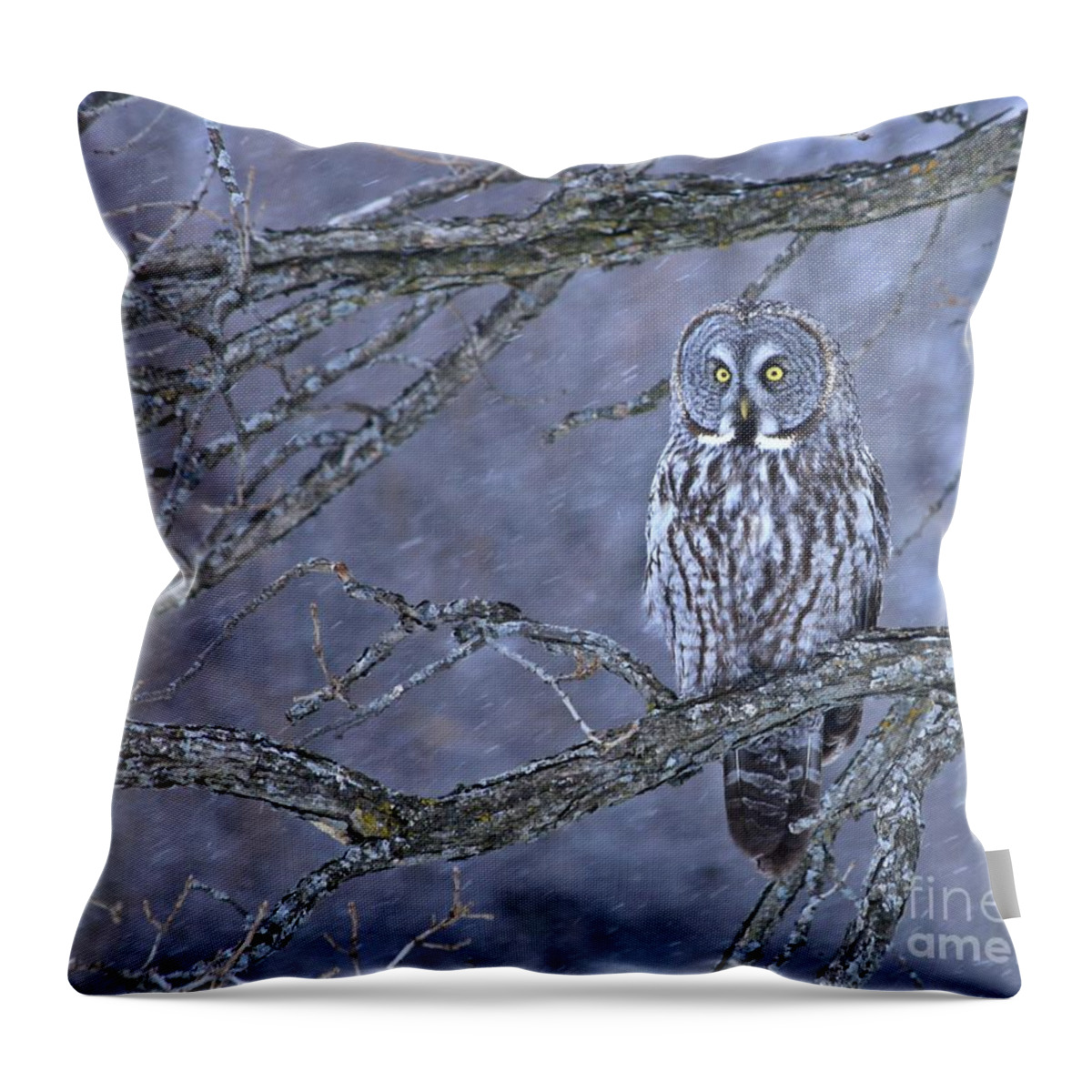 Owls Throw Pillow featuring the photograph Great Gray Winter Wonderland by Heather King