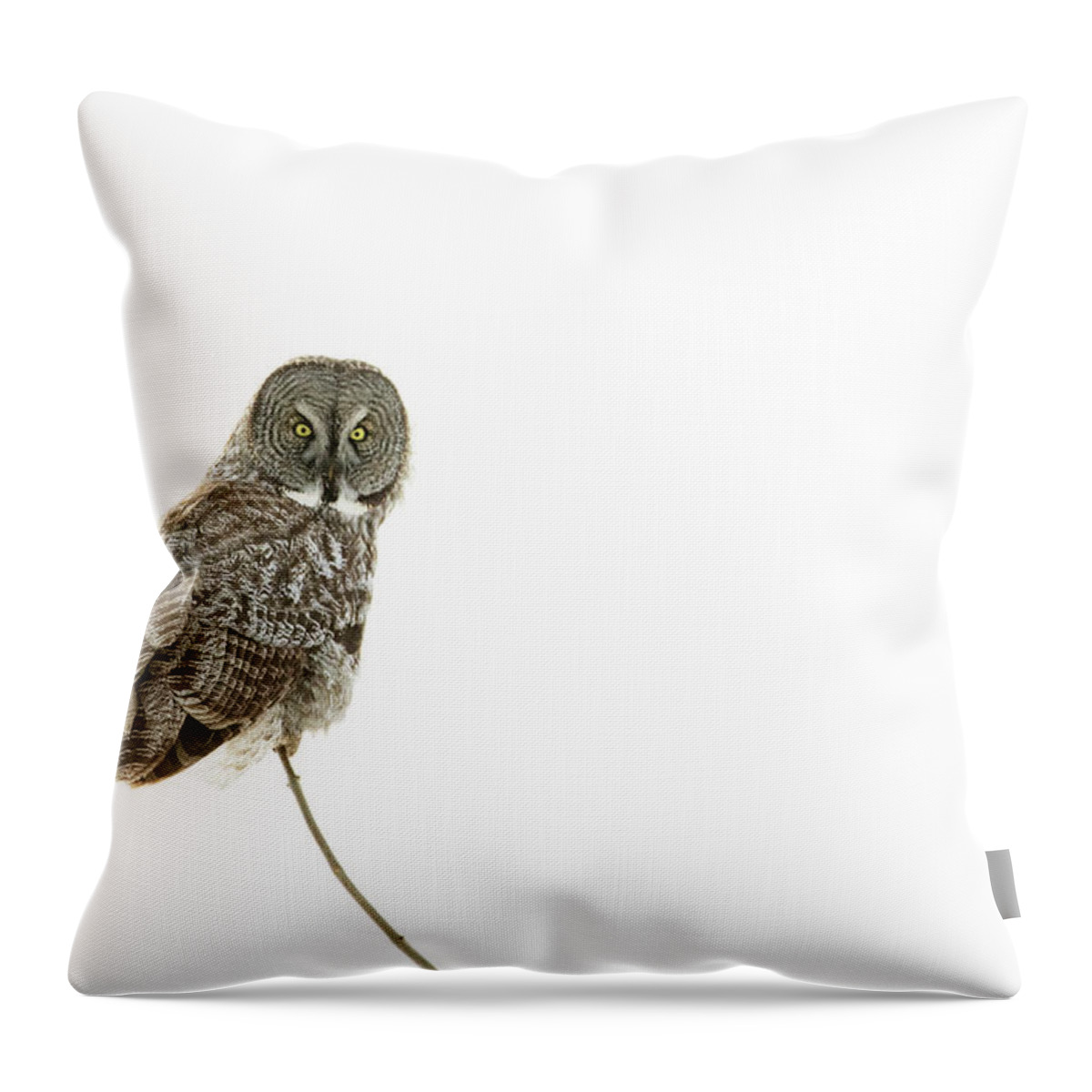 Bird Throw Pillow featuring the photograph Great Grey Owl on White by Mircea Costina Photography