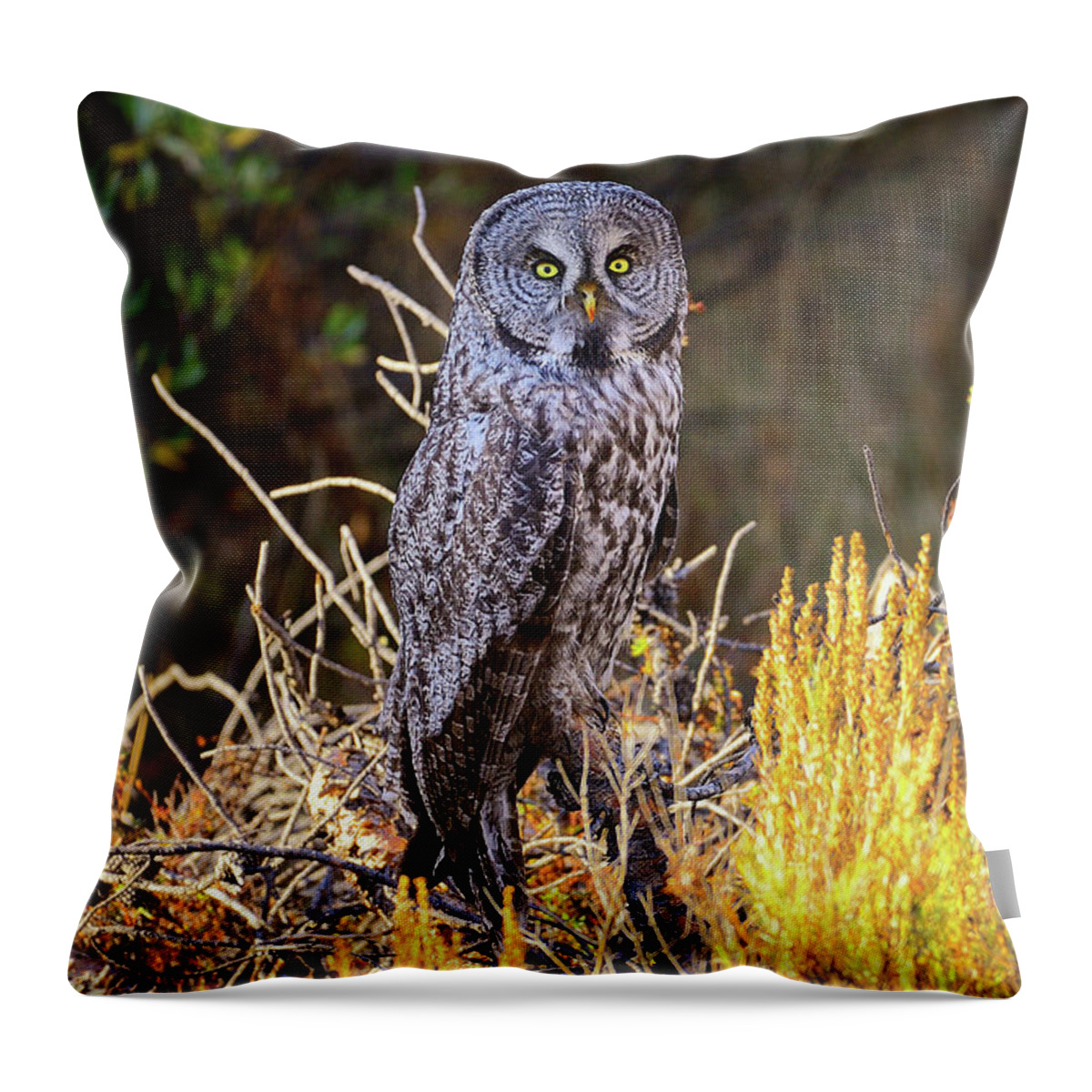 Great Grey Owl Throw Pillow featuring the photograph Great Grey Owl Portrait by Greg Norrell