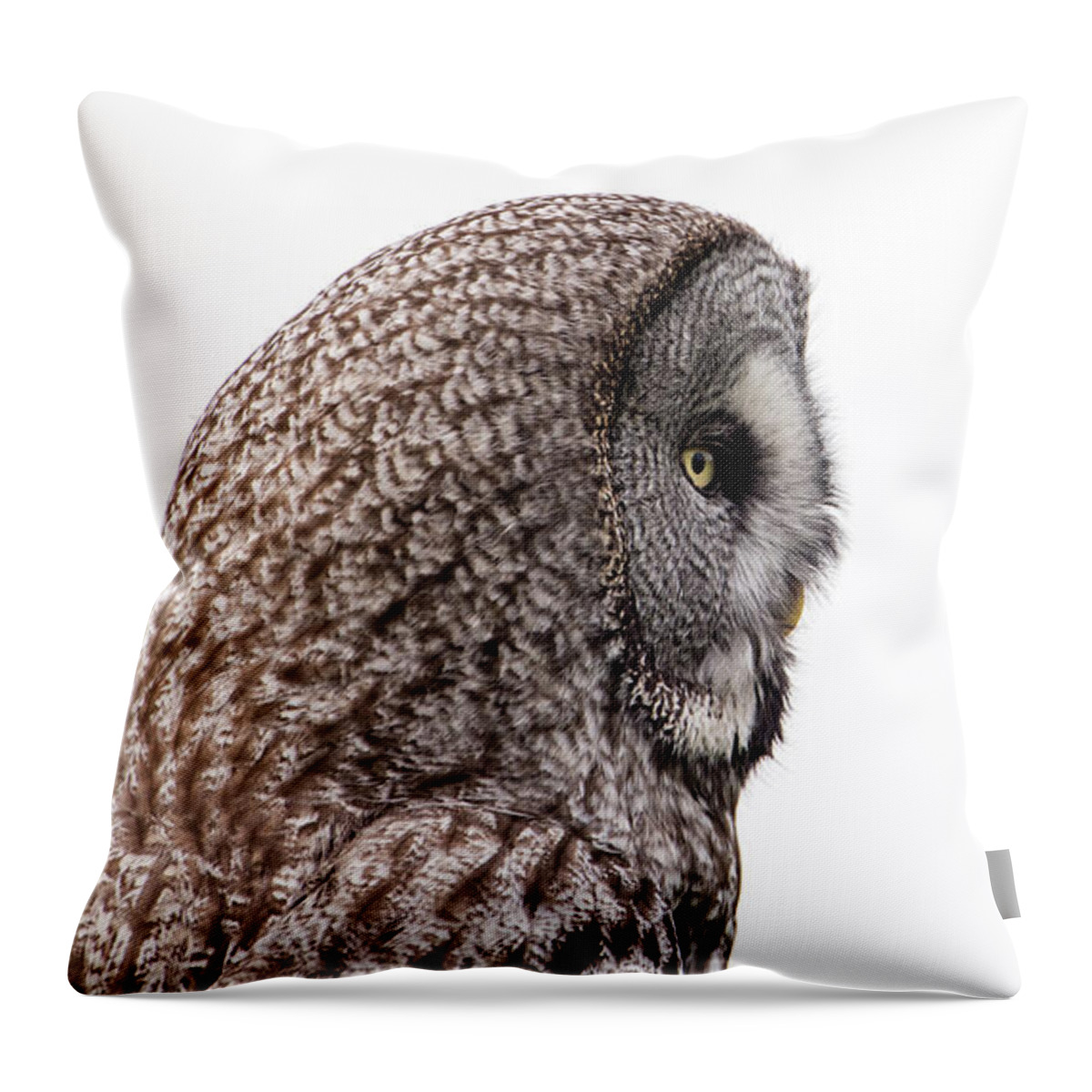 Great Greys Profile On White Throw Pillow featuring the photograph Great Grey's Profile on White by Torbjorn Swenelius