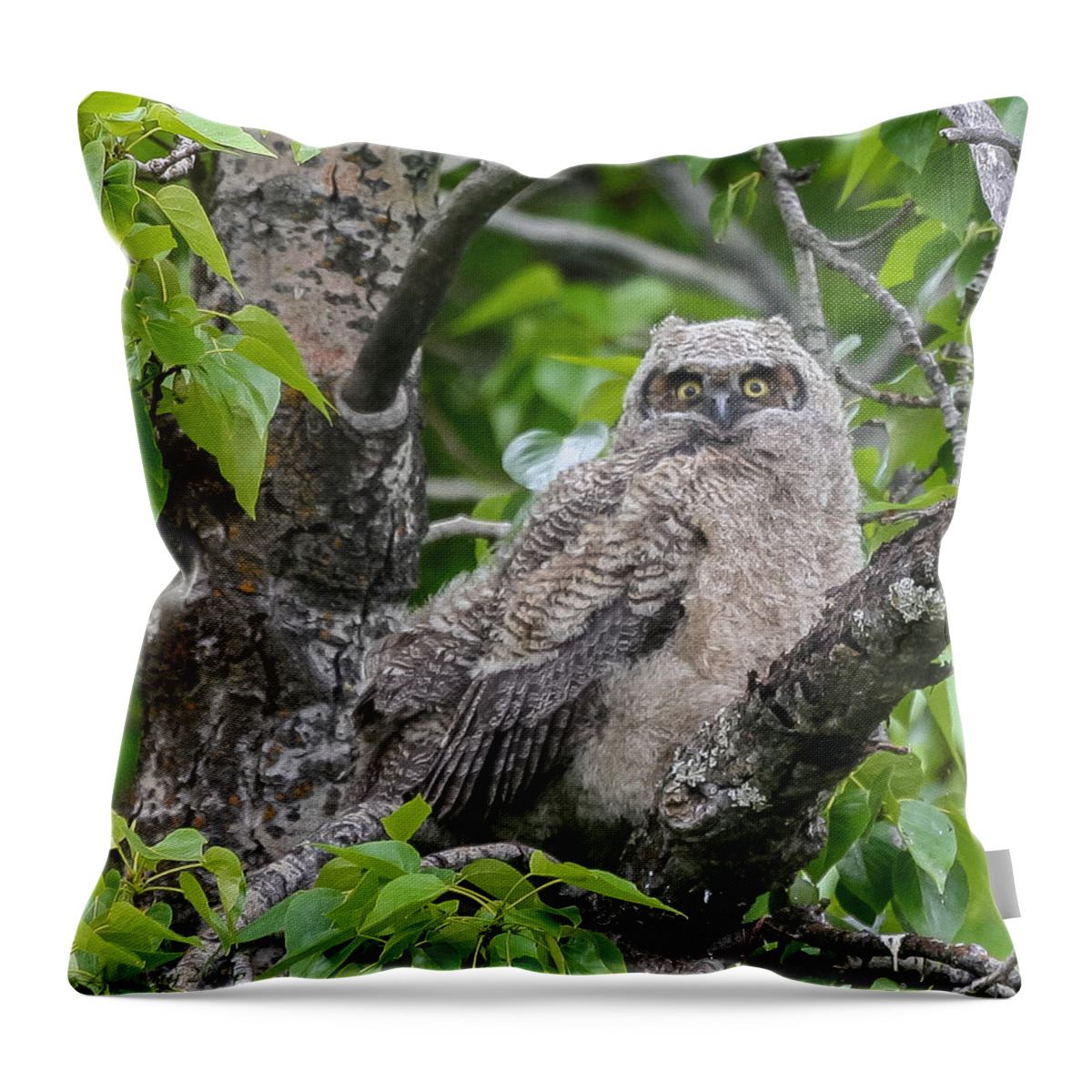 Nature Throw Pillow featuring the photograph Great Horned Owl Fledgling by Lee Alloway